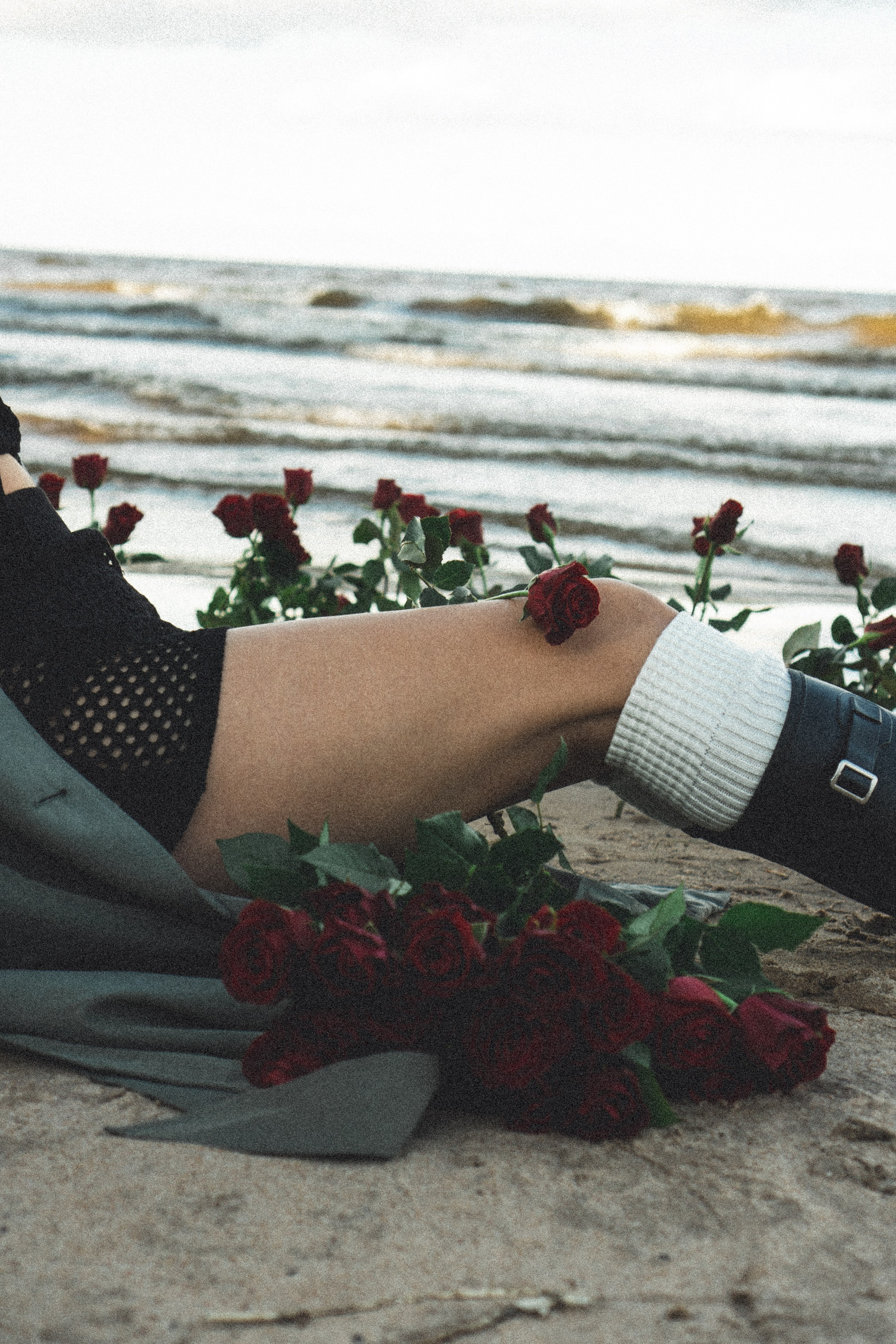 Розы. Профессиональный фотограф, Санкт-Петербург — Виктория Богомолова