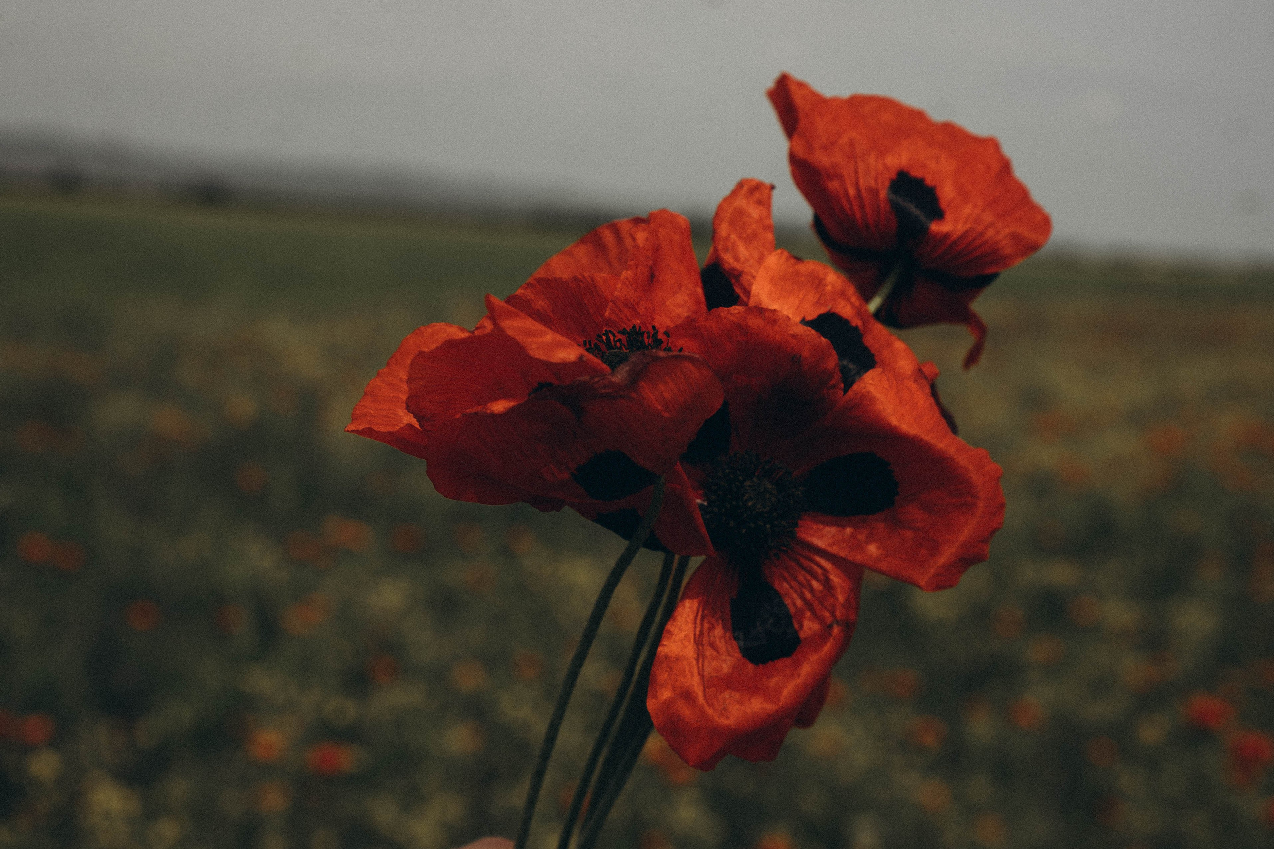 Путешествие в Дагестане. Профессиональный фотограф, Санкт-Петербург — Виктория Богомолова