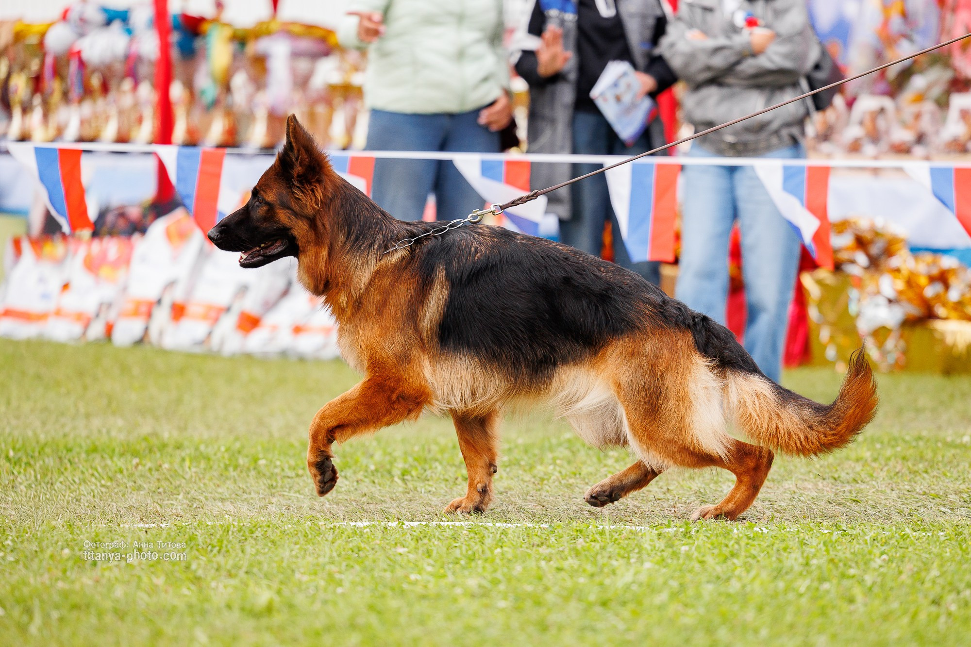 Немецкие овчарки: фото из рингов и вне ринга, мутпроба (фотографии с выставок). Фотограф собак, фотограф-анималист Аня Титова (Titanya). Москва