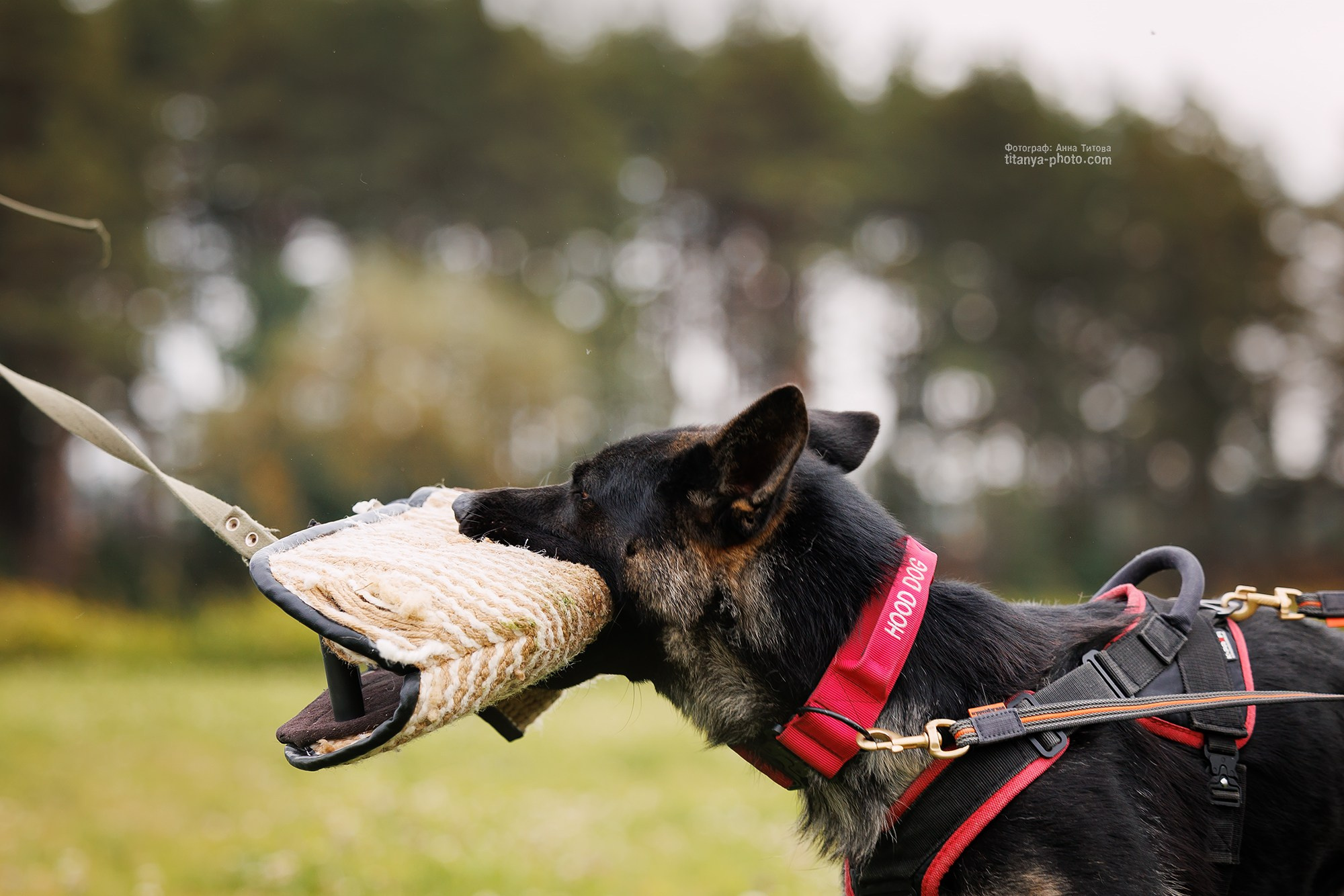 Тренировка по защите в питомнике немецких овчарок «Легенда Волги». Фотограф собак, фотограф-анималист Аня Титова (Titanya). Москва