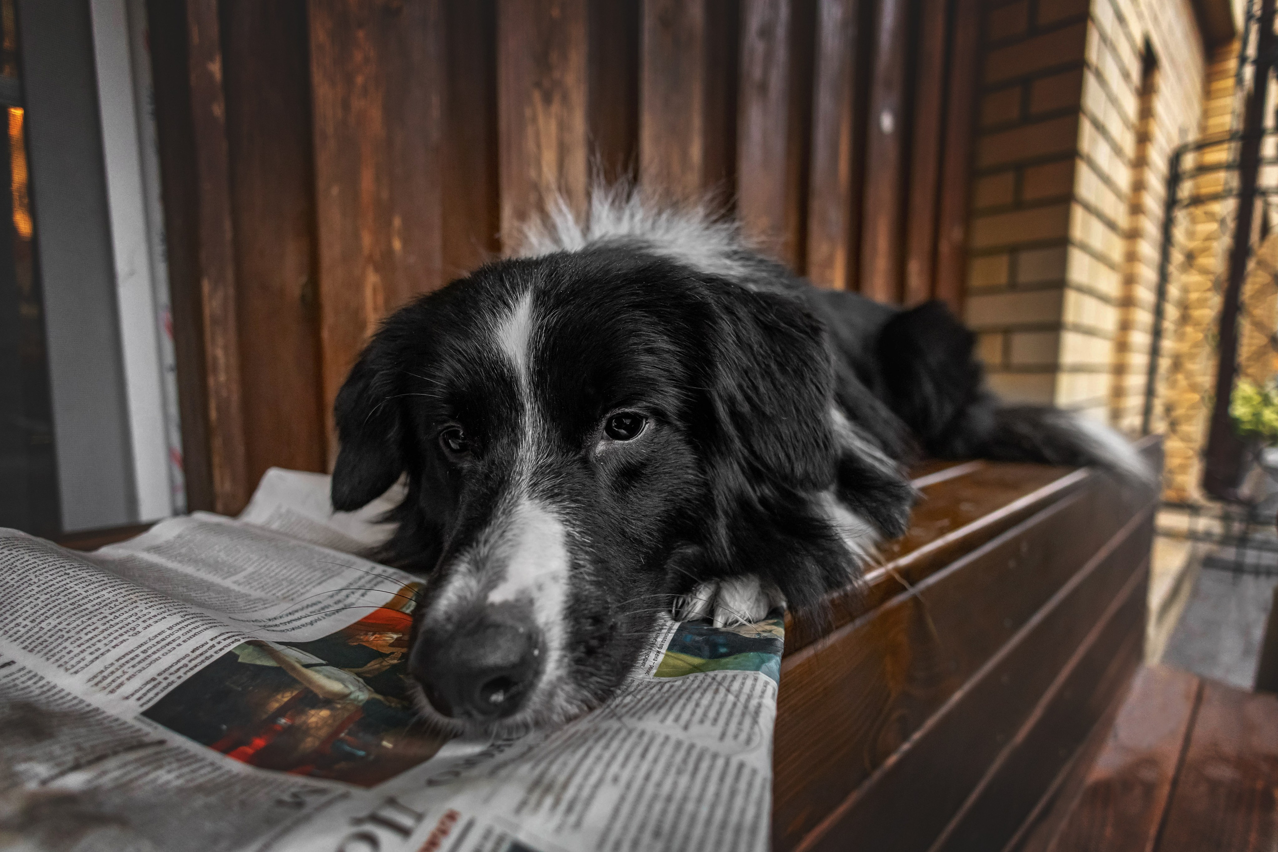 Мария и Пампкин. Https://moshkovaphoto.ru/