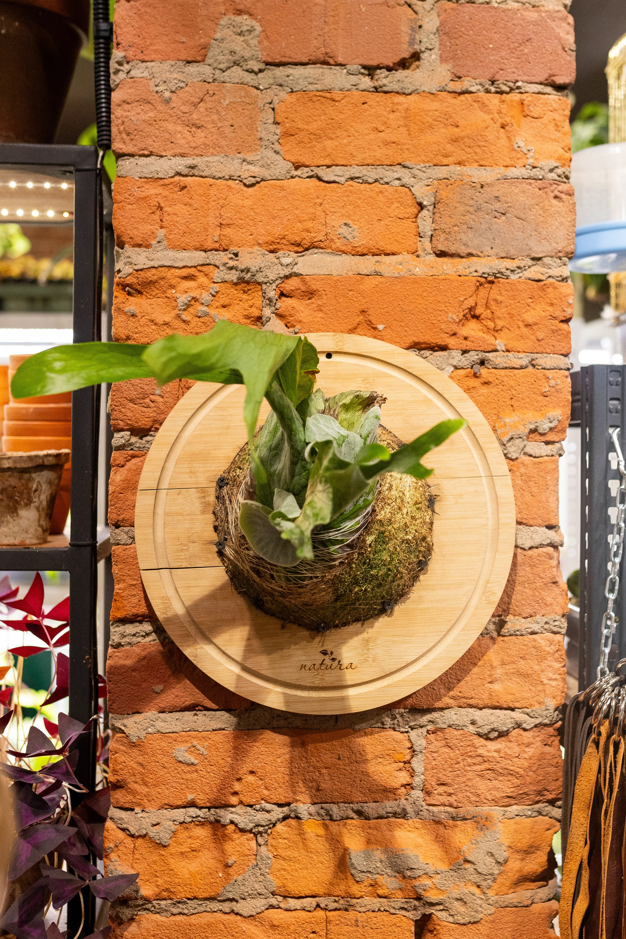 GreenRare ярмарка 2024. Александра Куликова фотограф, Москва