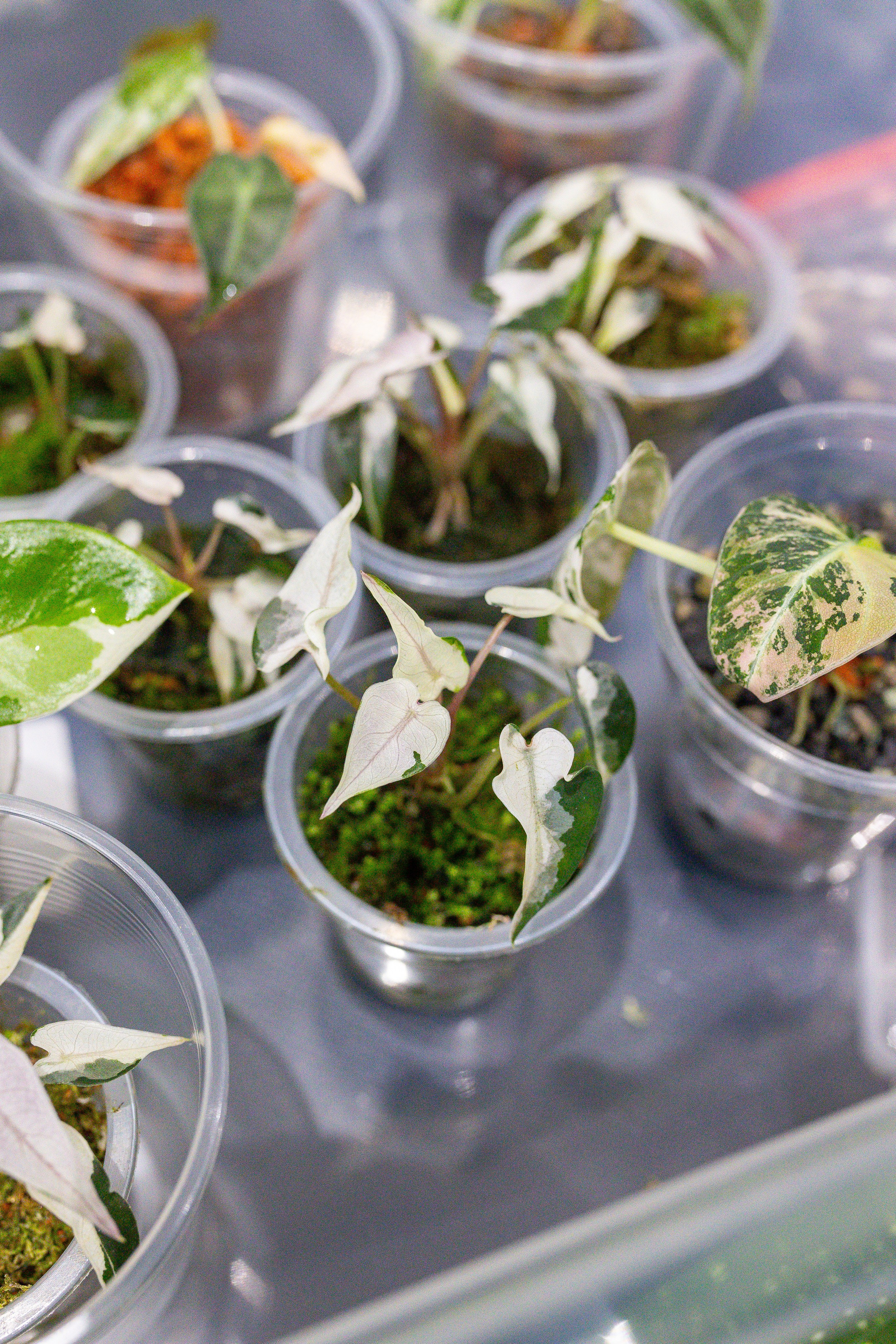 Монстериум 11–12 октября. Александра Куликова фотограф, Москва