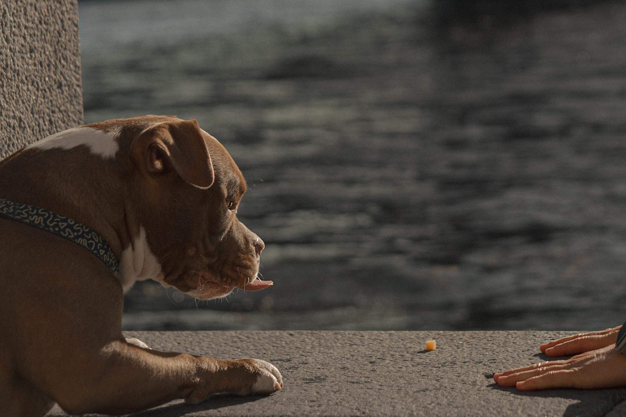 Анжела & Арес. Фотограф — анималист •love-story•|Санкт-Петербург