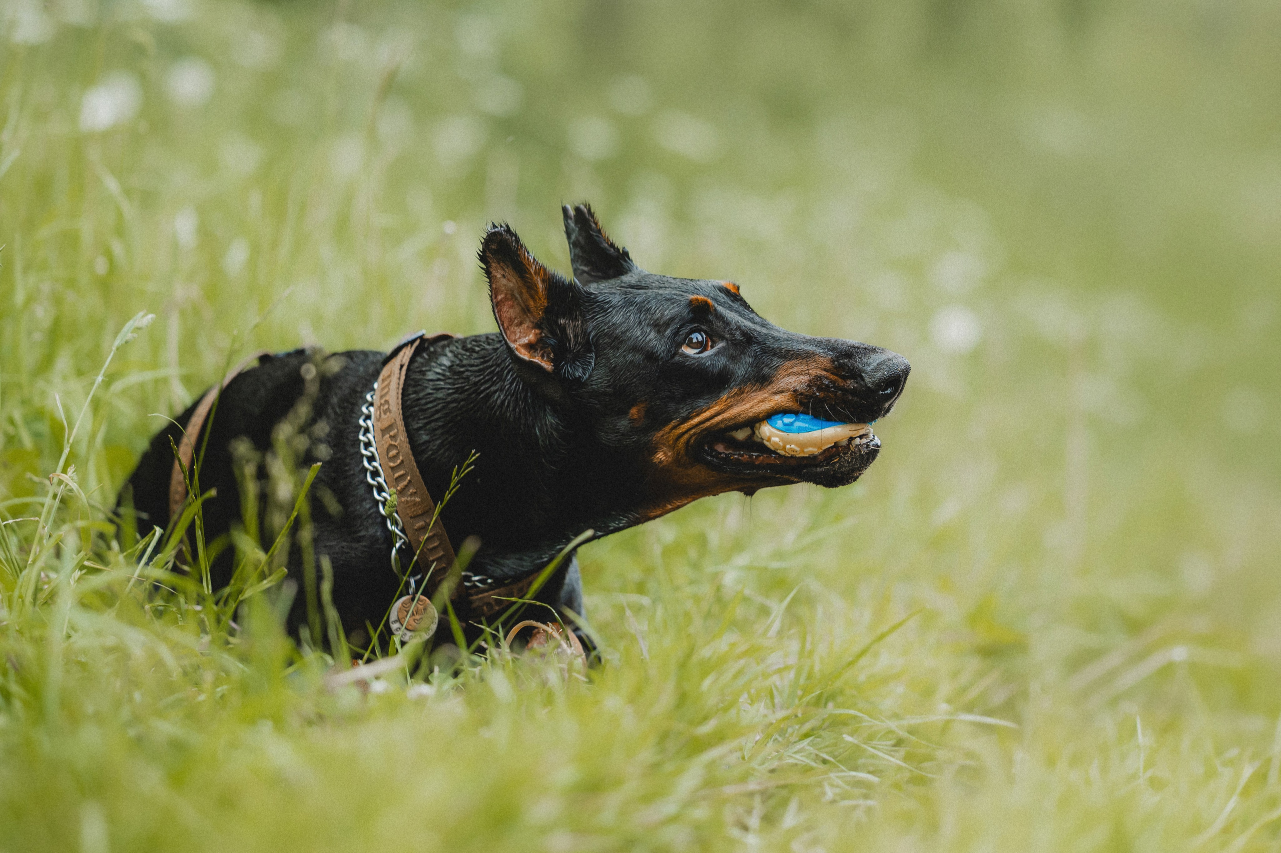 Паша, Хайди и Тея