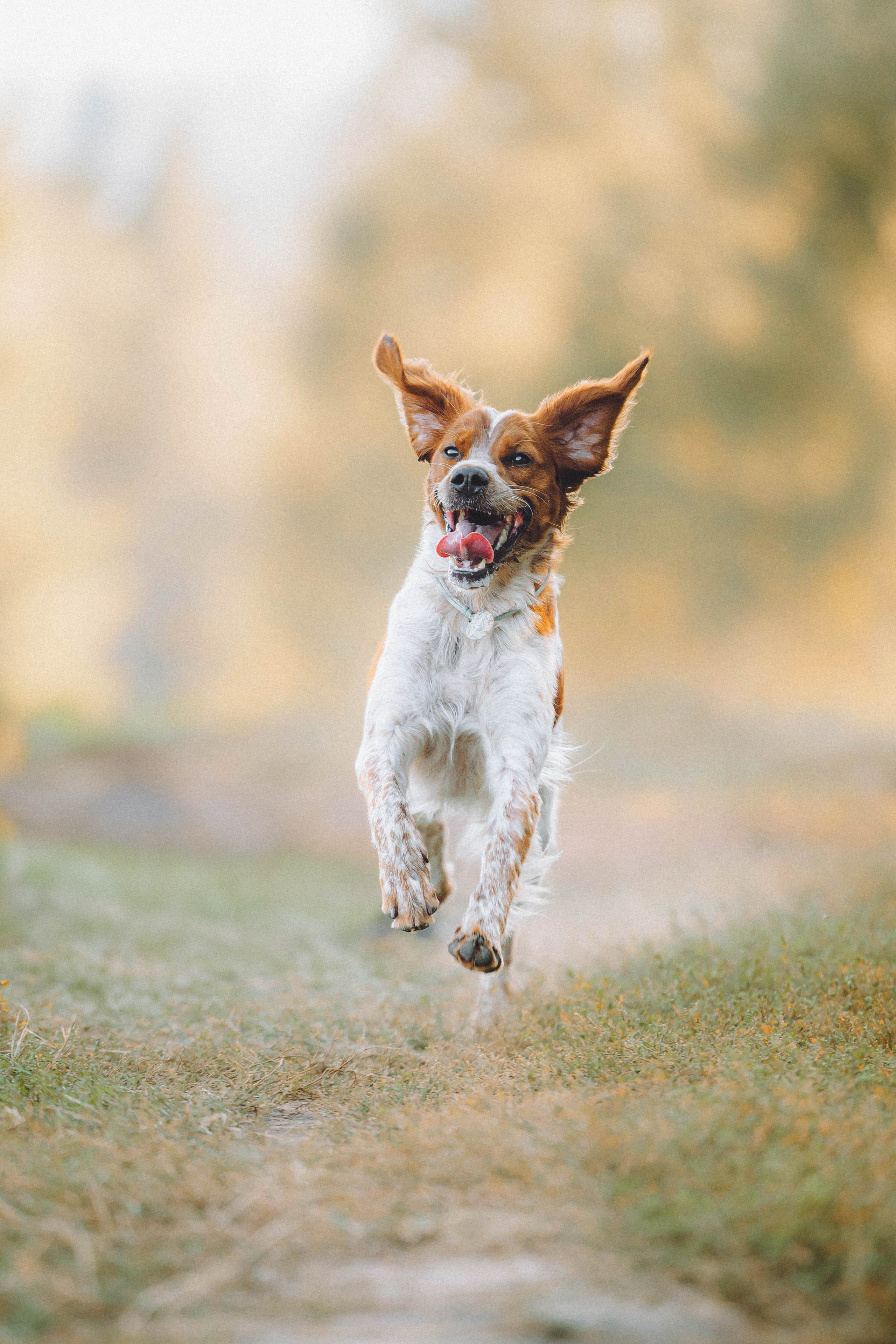Камри и Пафи