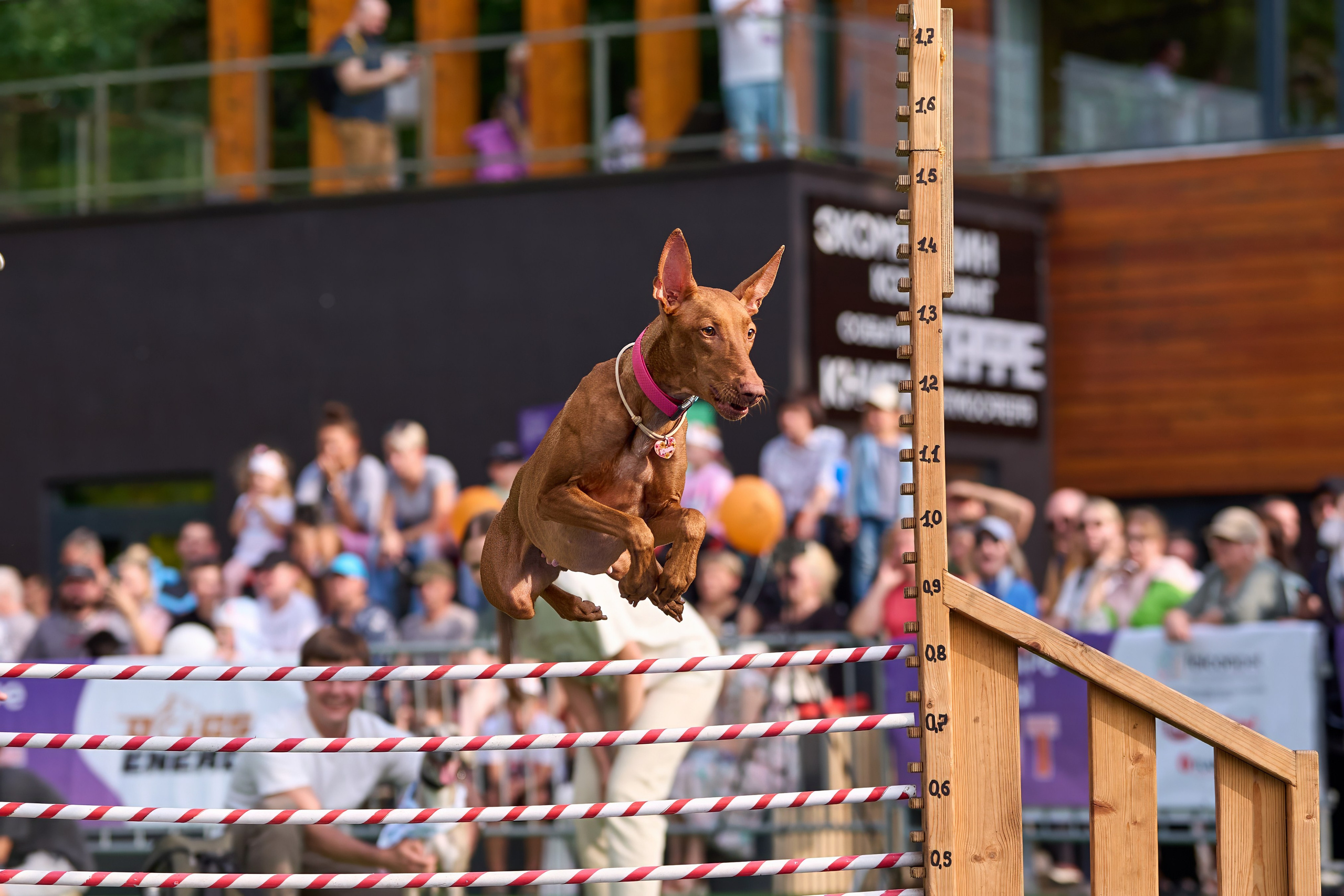 4 лапы Фест. Многоборье. Фотограф-анималист Михаил Манухин