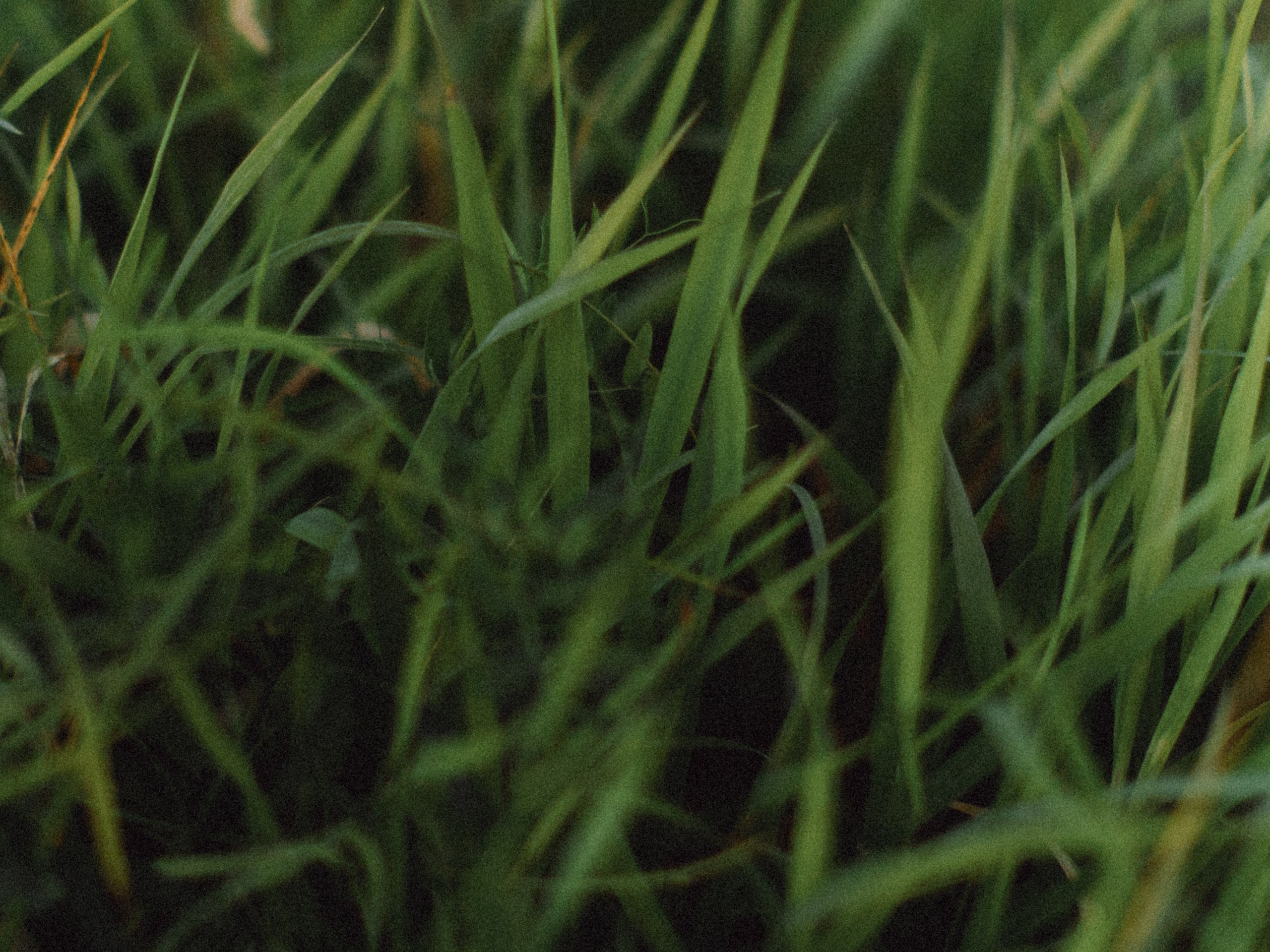 Аня и Даня. Свадебные фотографы в г. Сургут Маркова Наталья и Замахина Елена