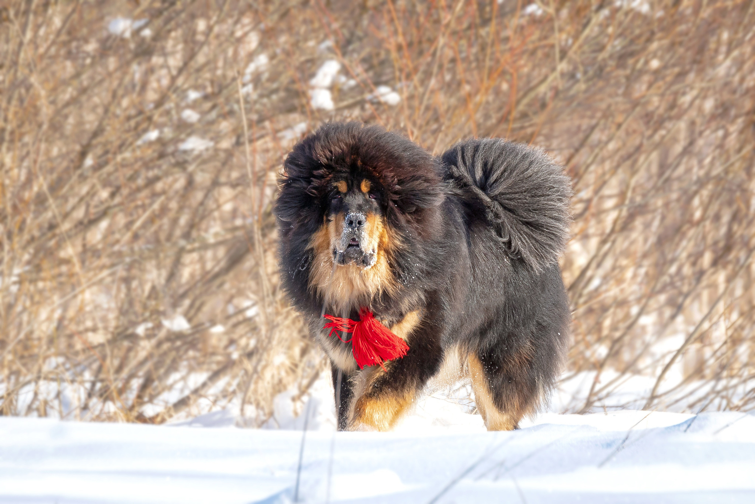 Самбу. Юлия Микульская. Рыбинск