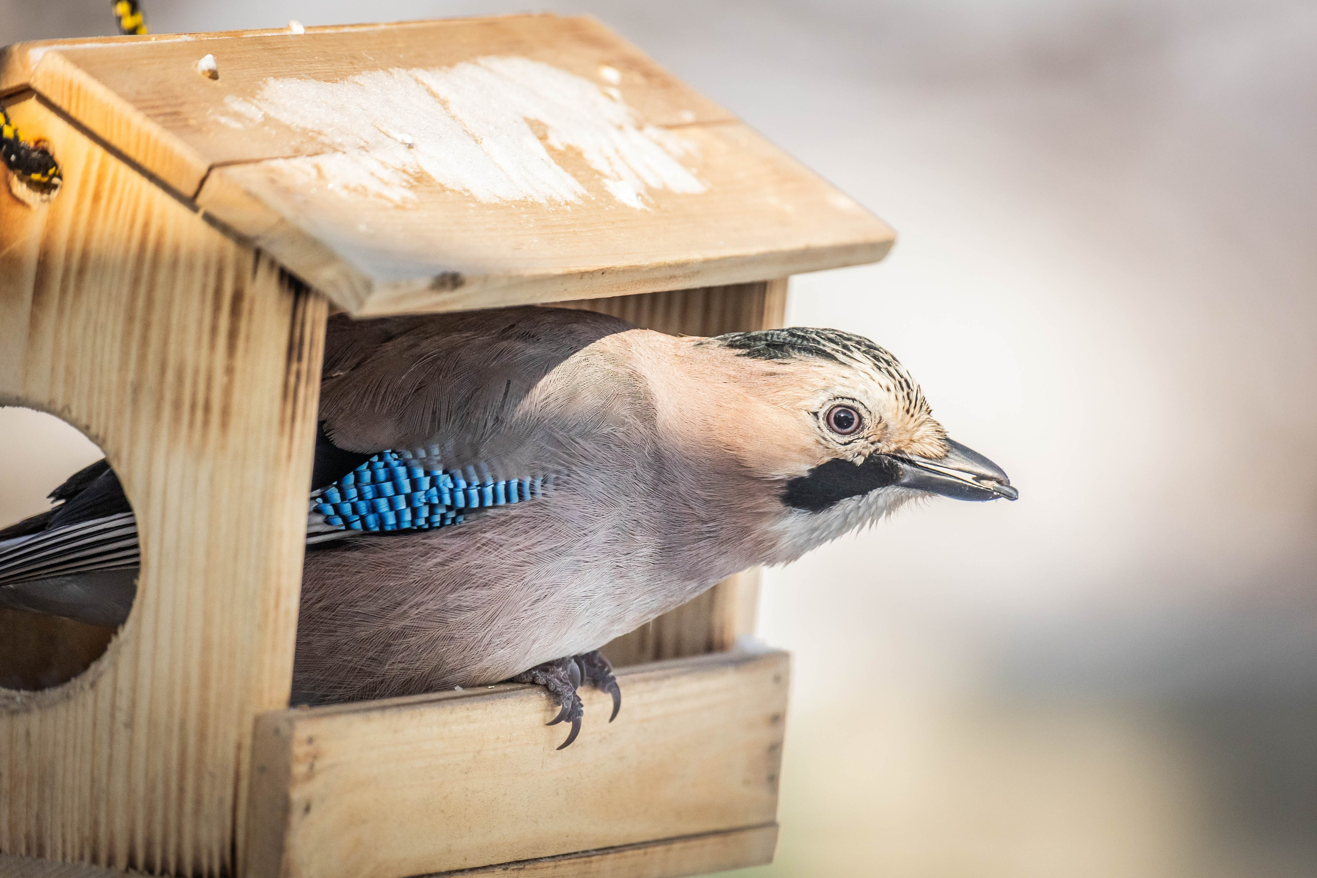 Дикий животный мир. Фотограф-АниМалист Анна Абрамова