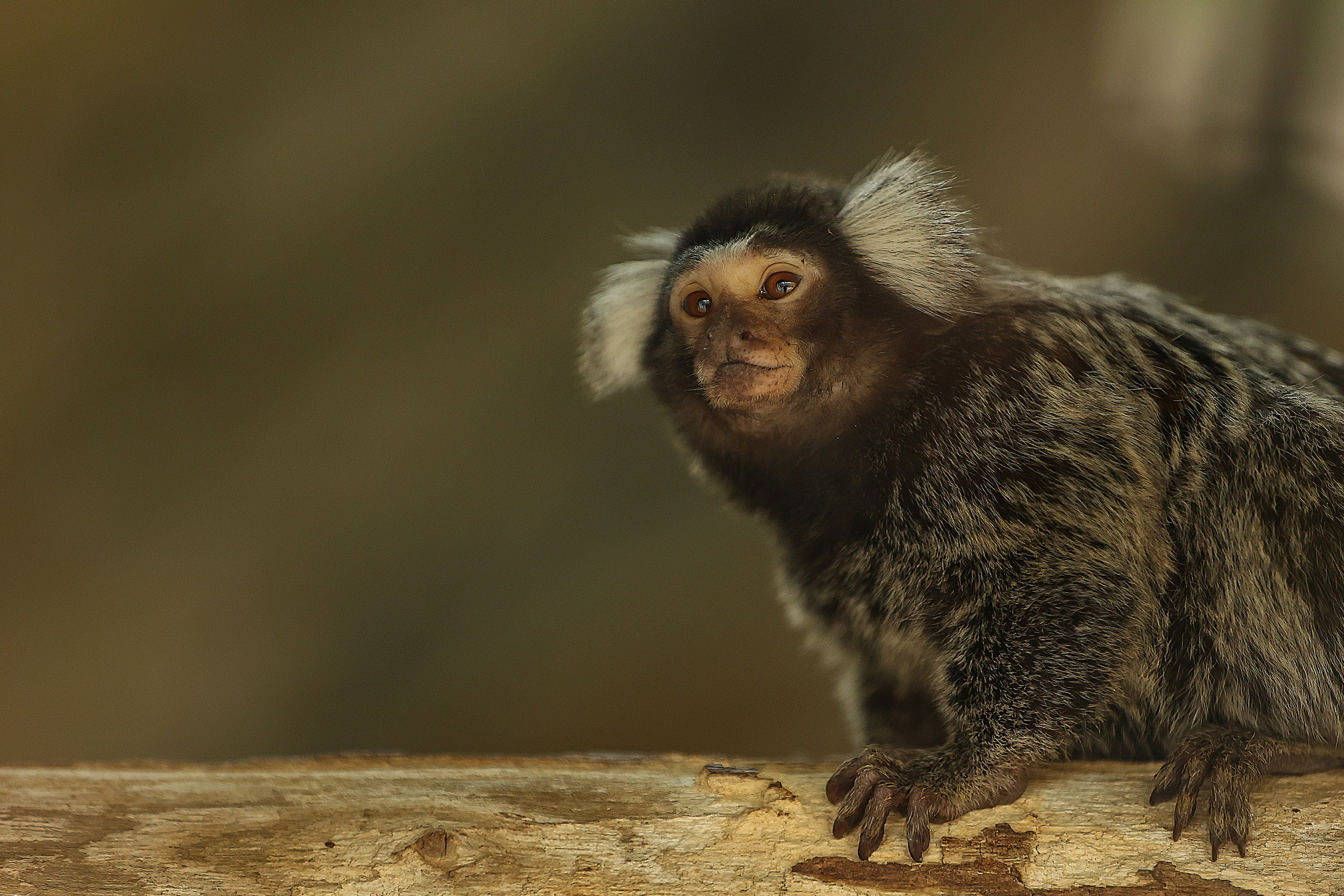 Зоопарк Малинки. Фотограф-АниМалист Анна Абрамова