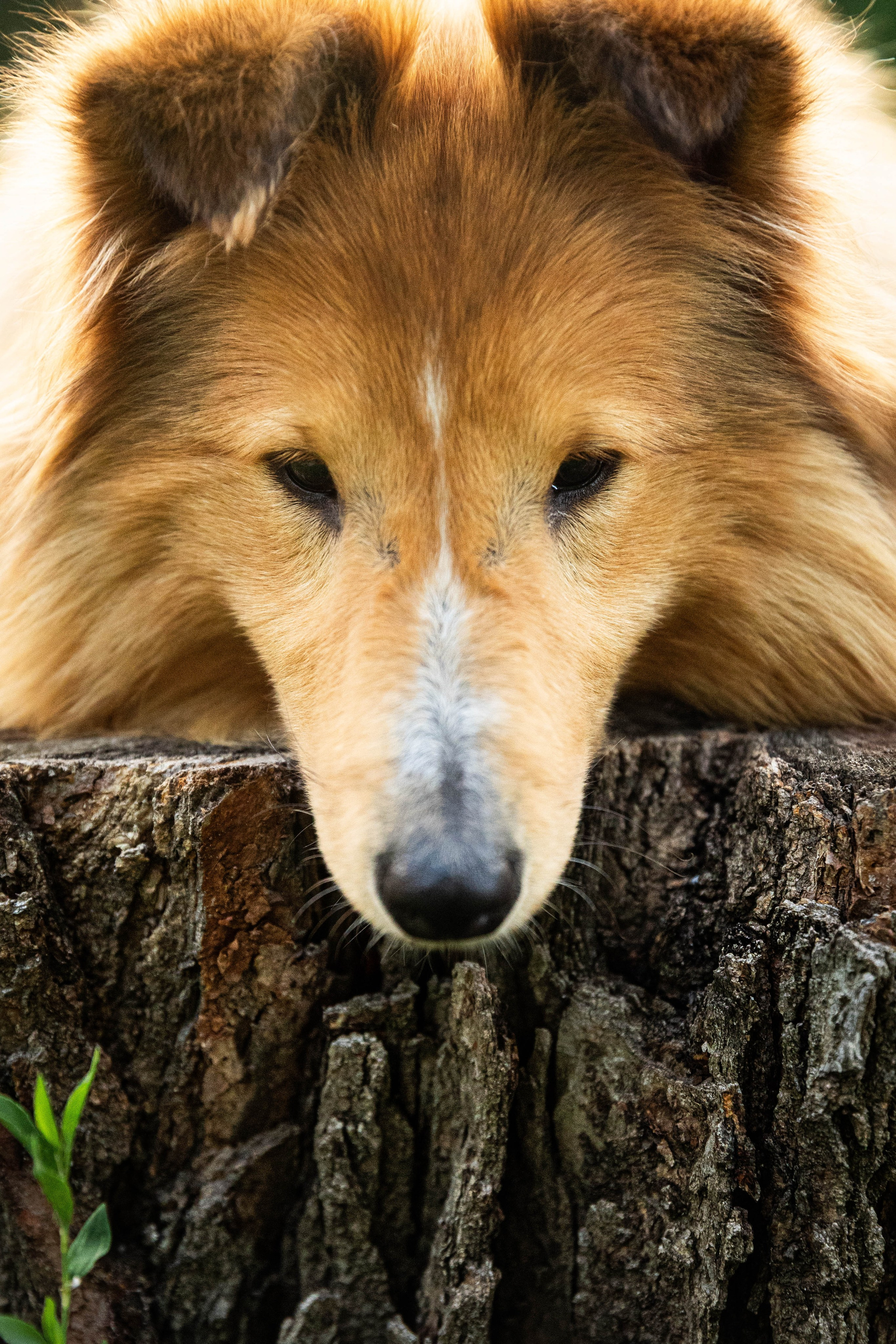 Сара и Лена. Фотограф-АниМалист Анна Абрамова