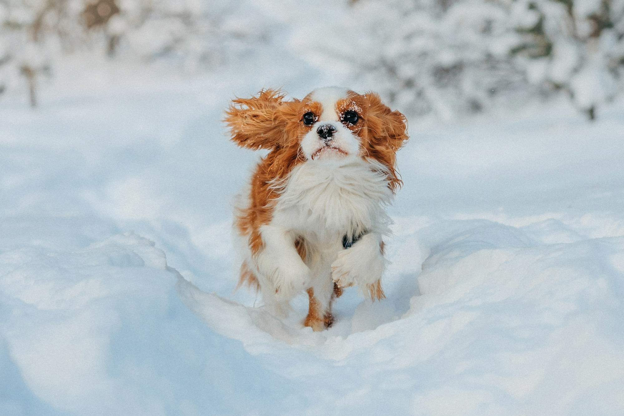 Юля, Илья и Майкл. Фотограф-анималист Елена Радченко, Москва