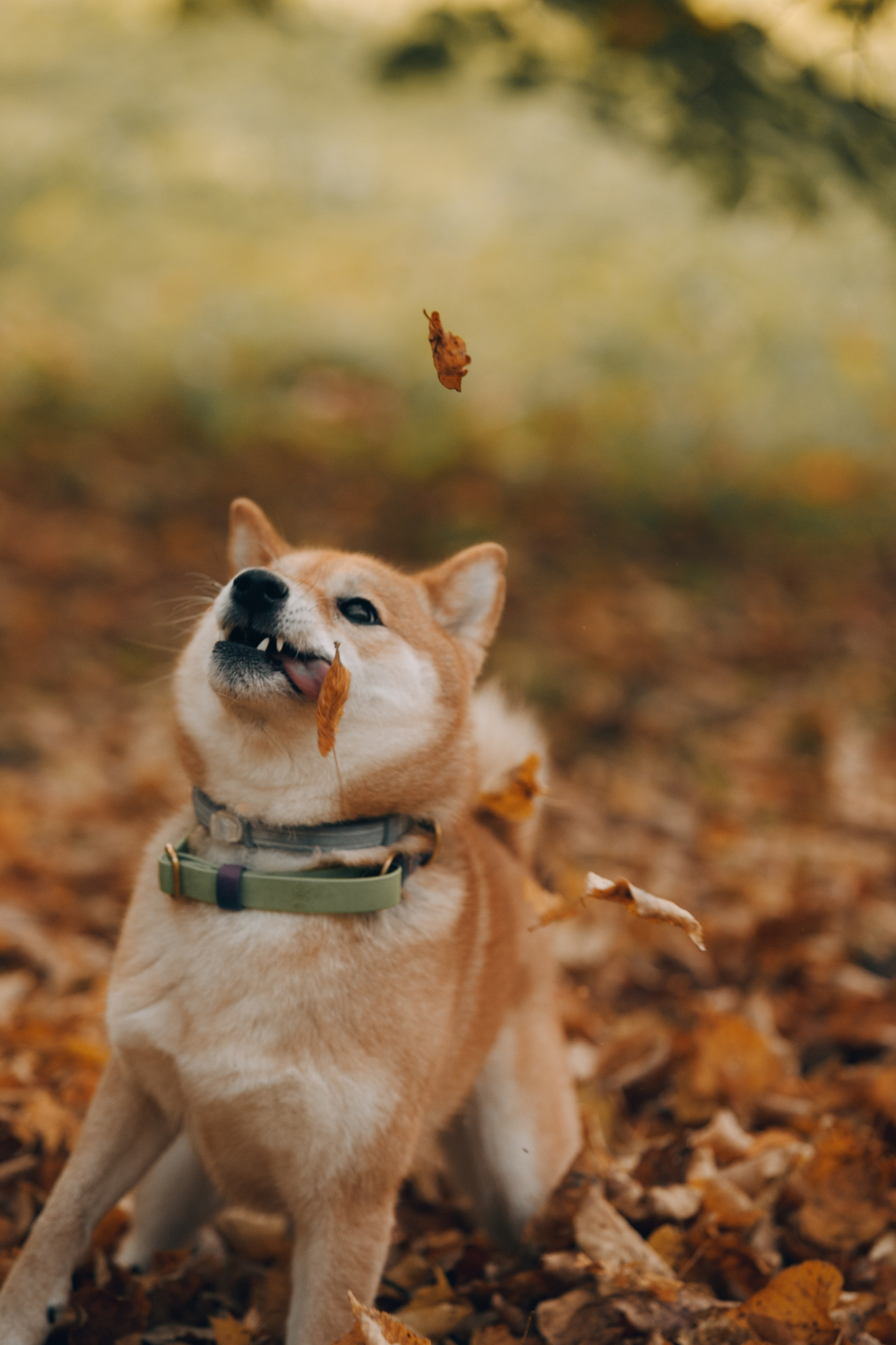 Оля и компания. Фотограф анималист Кристина Карпова, Москва