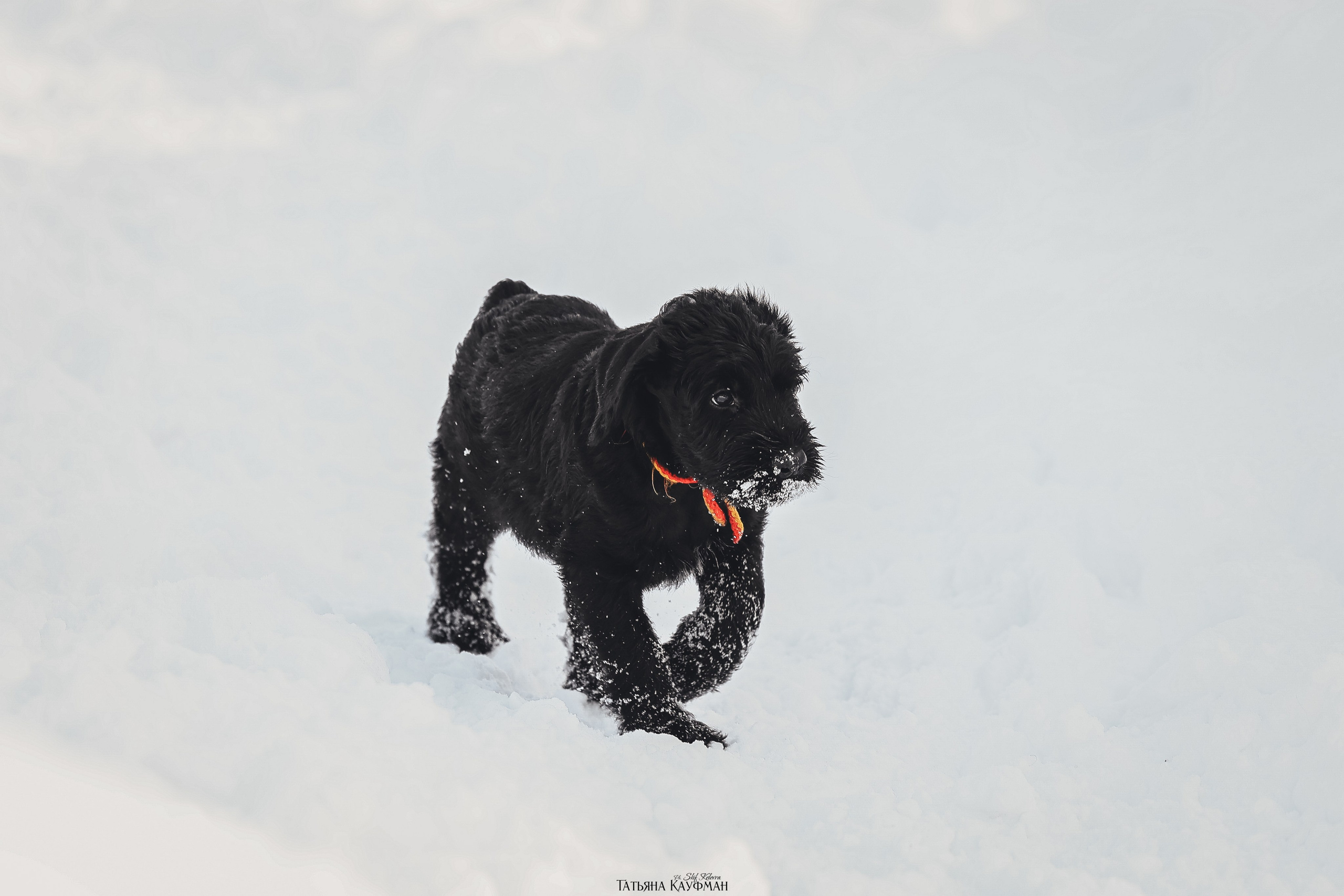 Ризеншнауцер, щенки ризеншнауцера, купить ризеншнауцера, купить щенка, ризеншнауцер Новосибирск, фотосъемка щенков, фотосессия собак, заказать фотосессию, фотографии щенков, сфотографировать щенка, фотограф Анималист, фотограф собак Новосибирск, фотограф анималист Новосибирск
