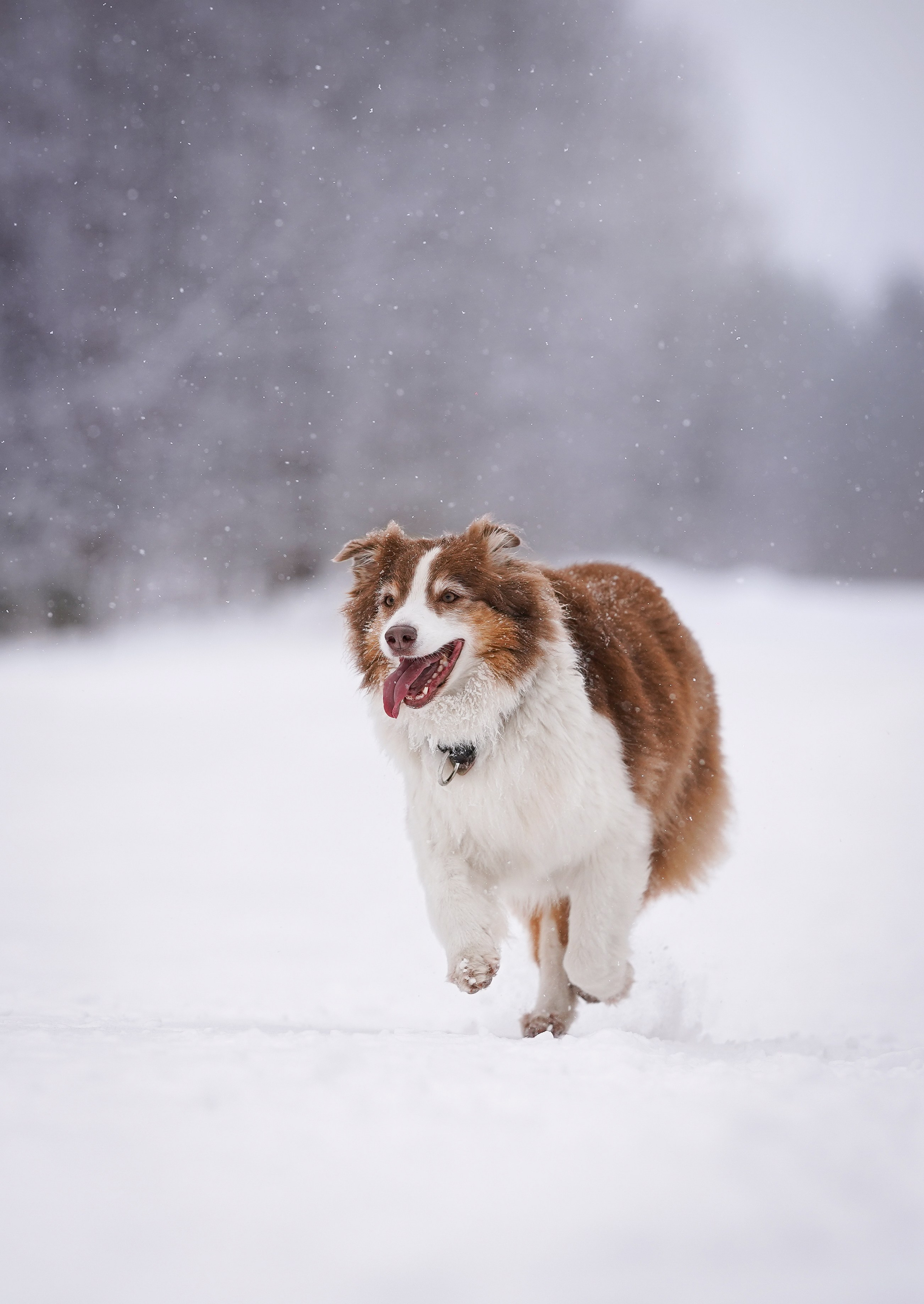 Красно-рыжая банда. Фотограф-анималист в Санкт-Петербурге Яна Мартынова