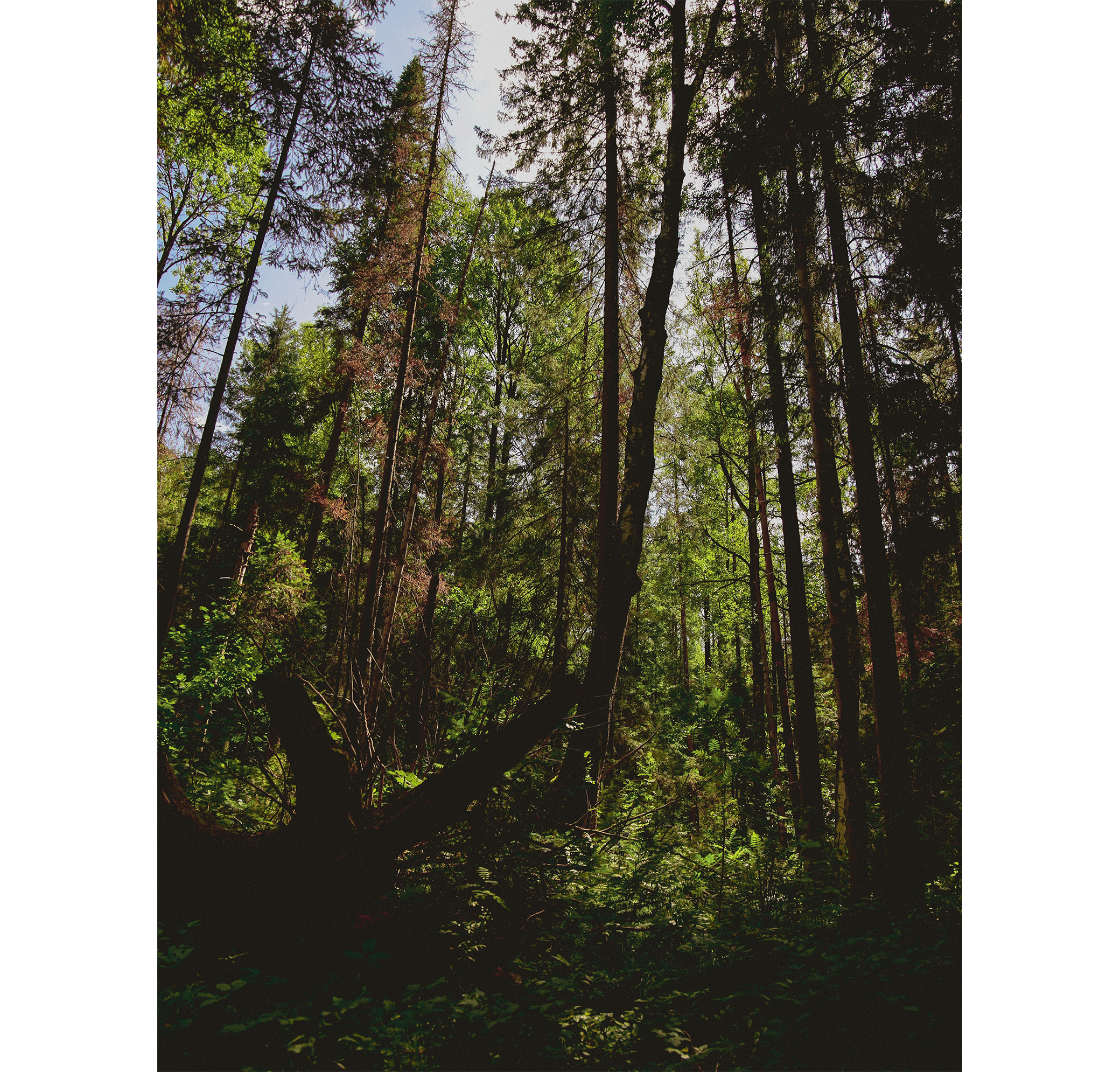Summer hike. Фотограф/дизайнер в Екатеринбурге Хитрый Дмитрий