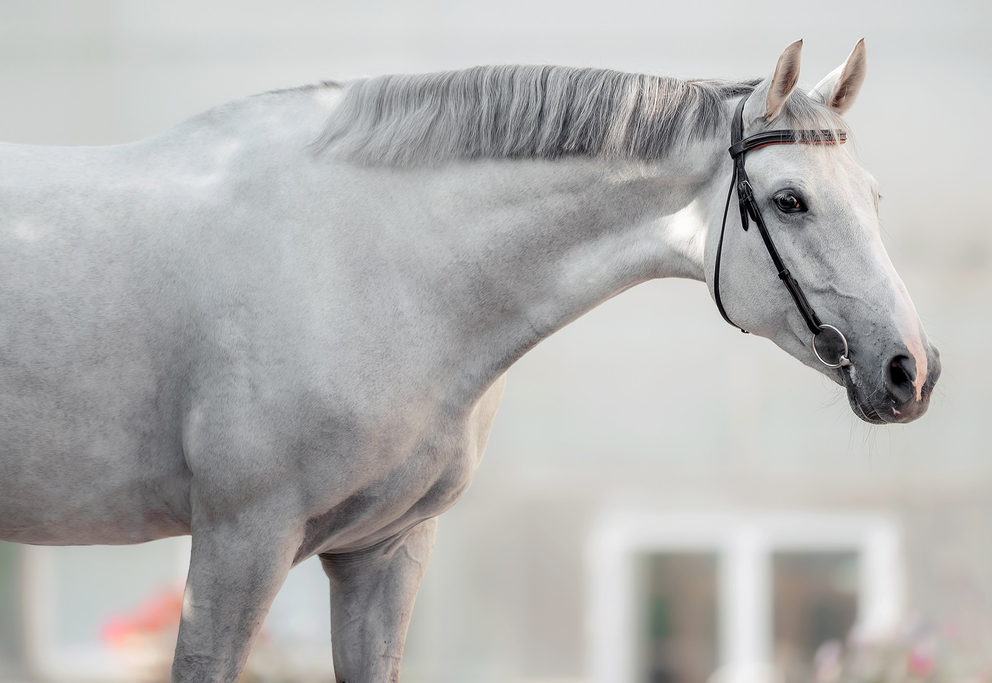 Фотосъемка лошади. Конный фотограф Алеся Сейф / Alesya Safe