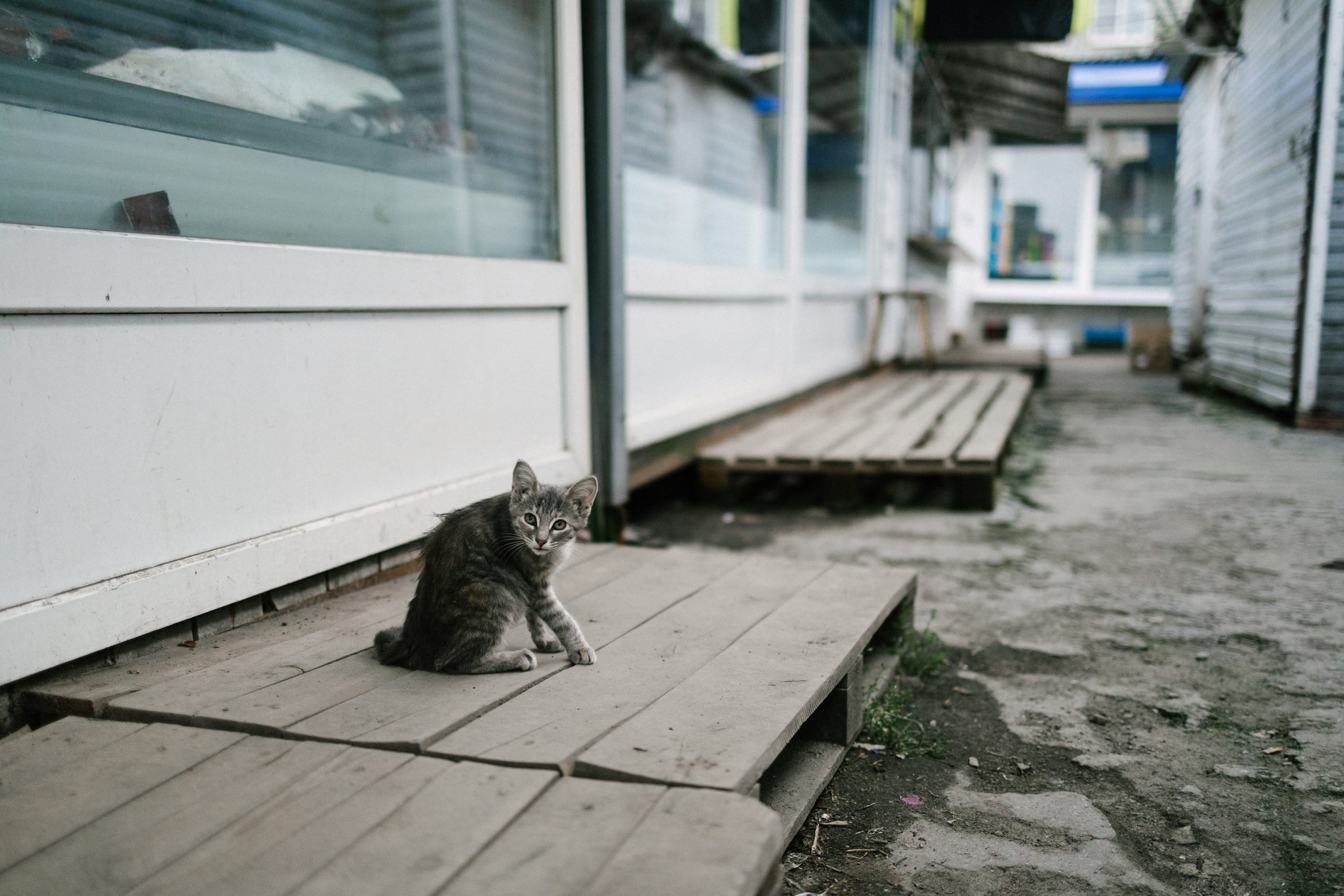 Криволучье, август 26. Свадебный и портретный фотограф — Мария Костина