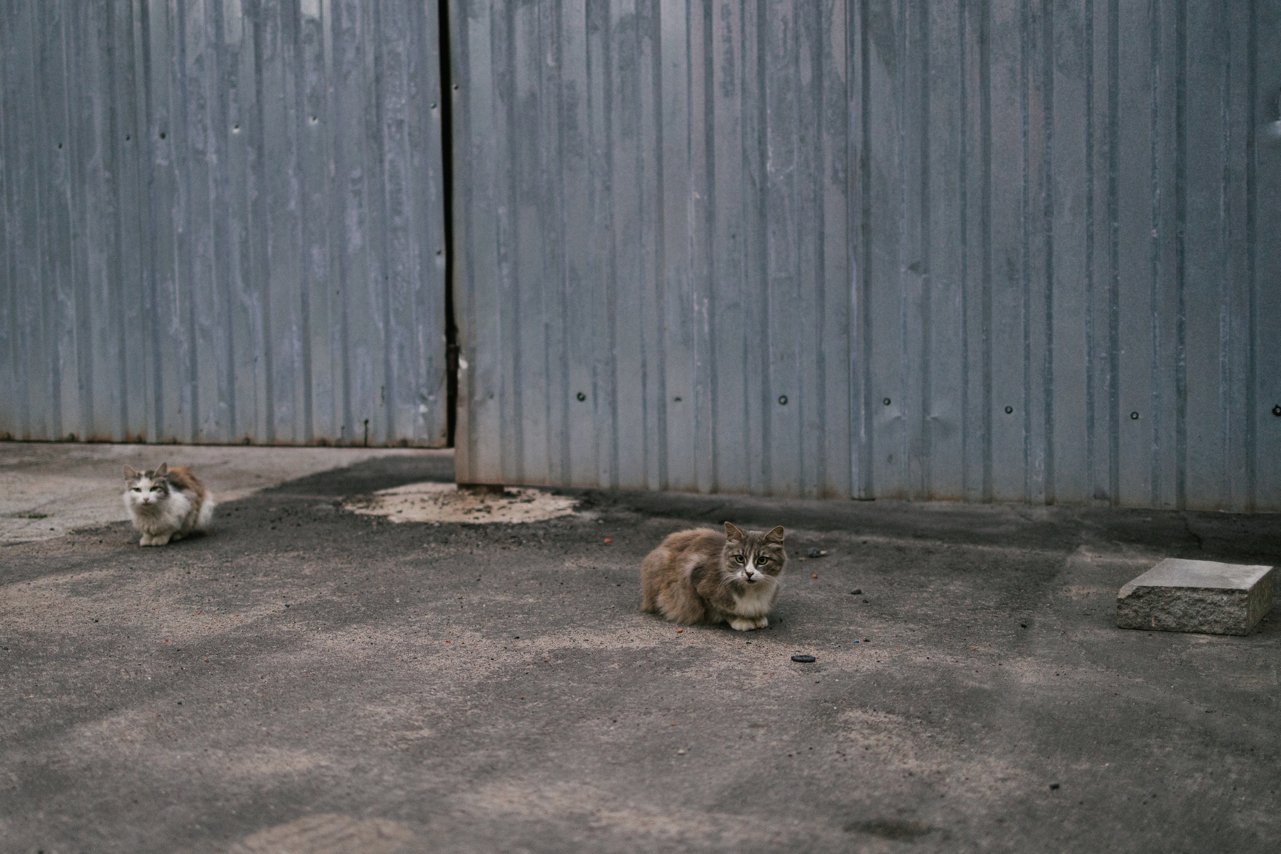 Криволучье, август 26. Свадебный и портретный фотограф — Мария Костина