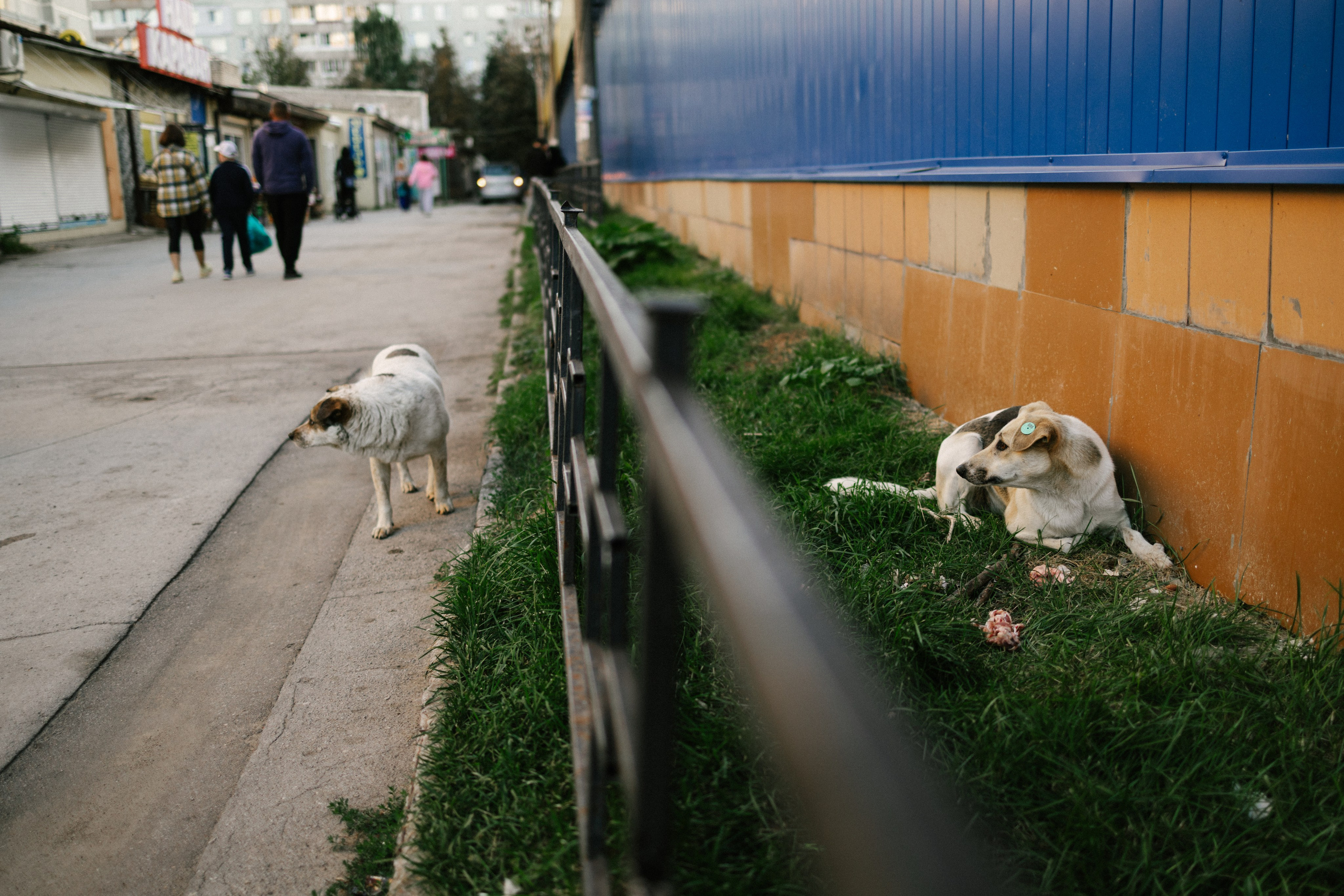 Криволучье, август 26. Свадебный и портретный фотограф — Мария Костина