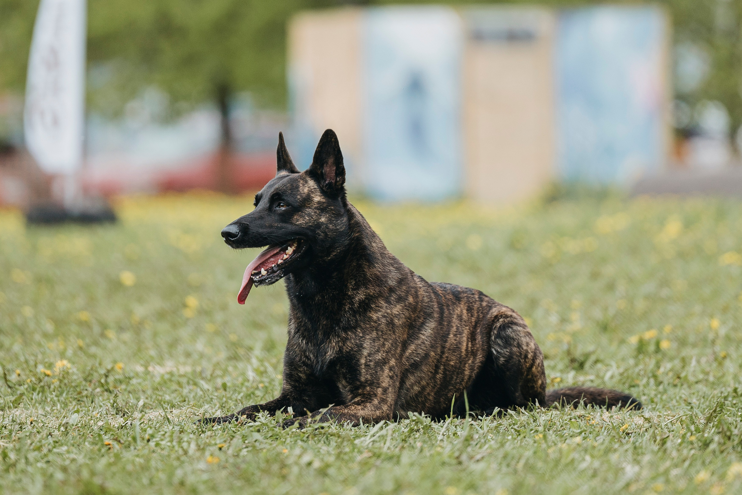 26.05.25 г. Пушкин квалификационные соревнования. Фотограф-анималист Анна Маринич