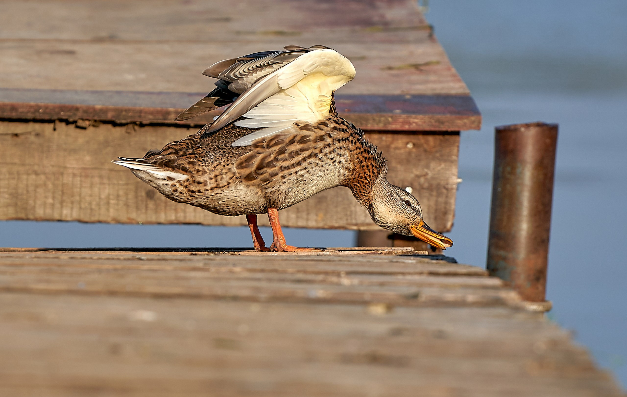 Фото птиц — галерея NATRIEL