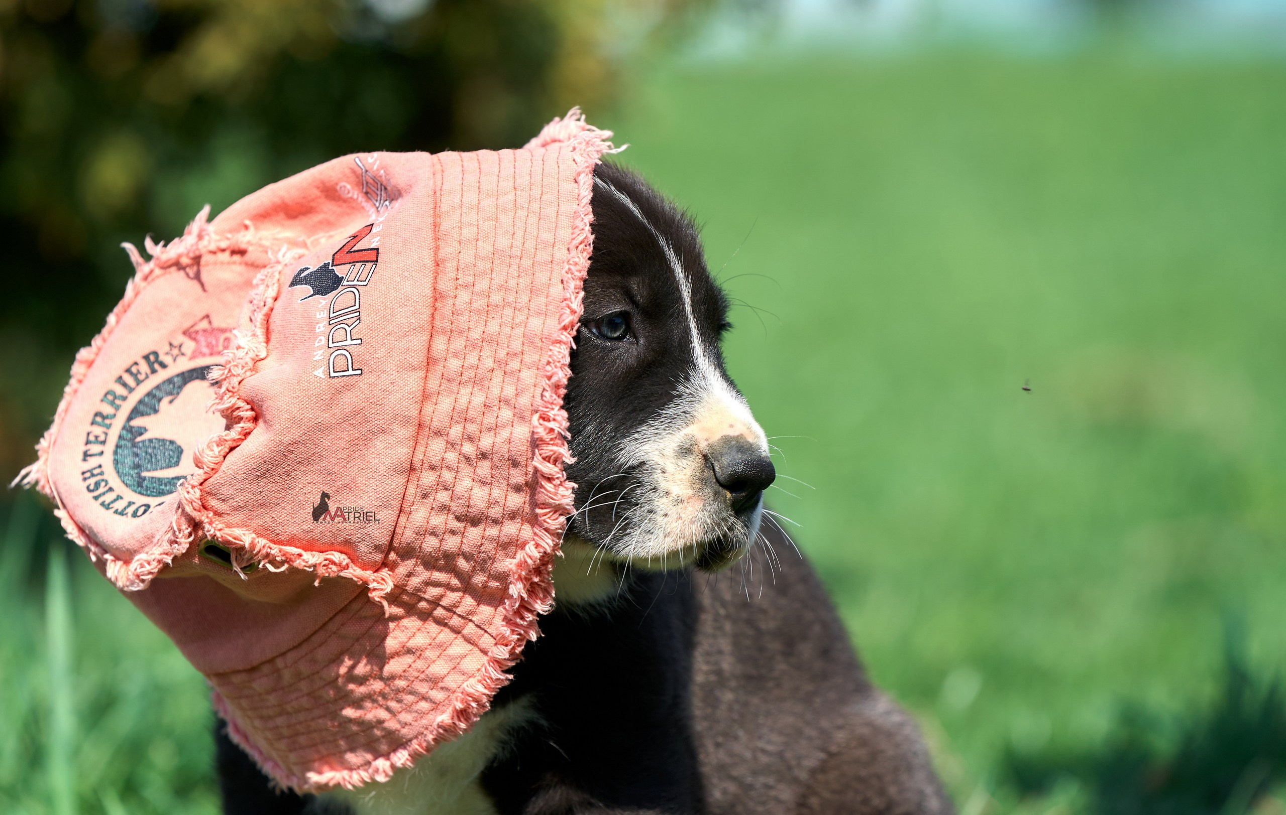Среднеазиаты — щенки и взрослые