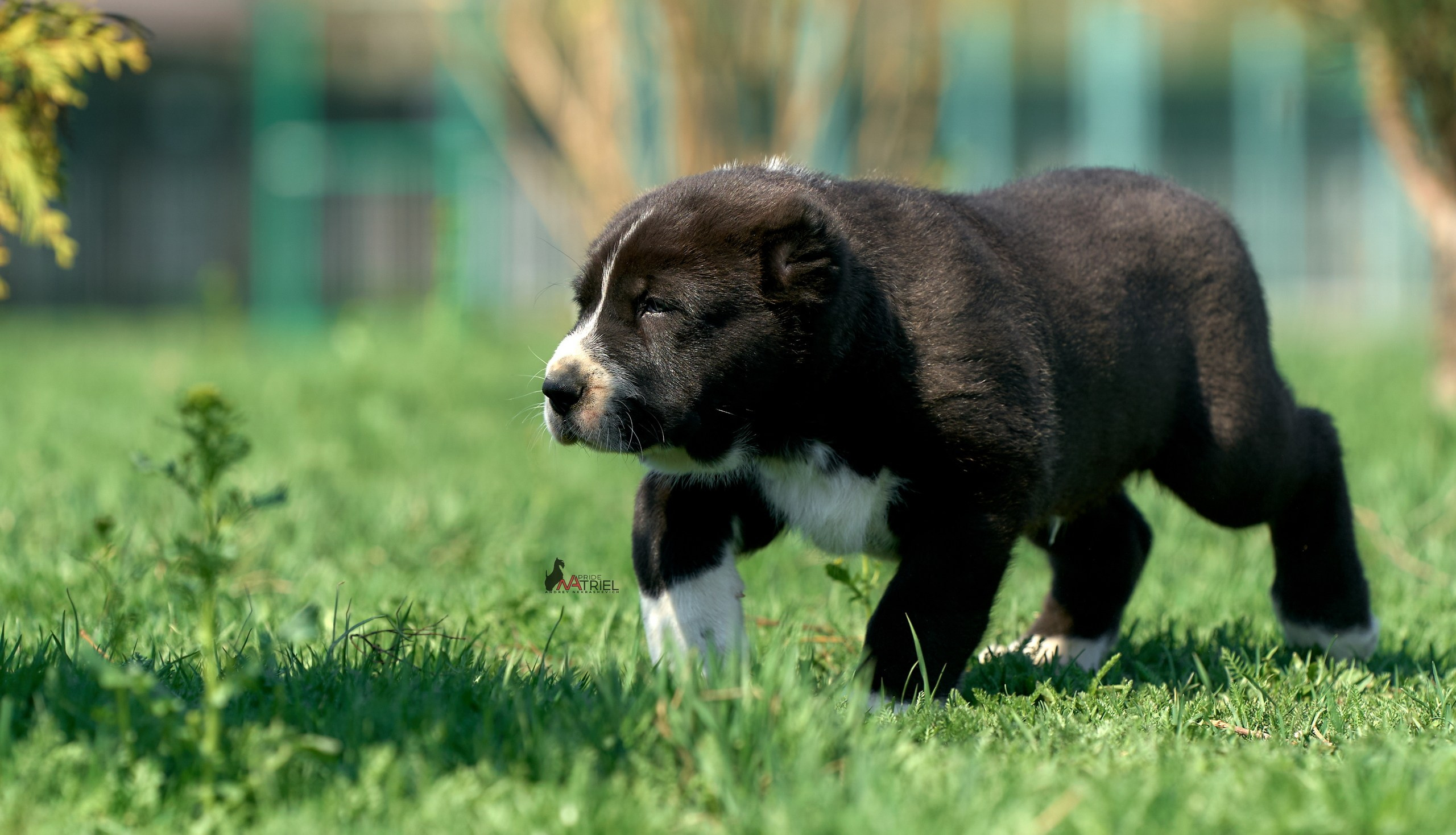 Среднеазиаты — щенки и взрослые