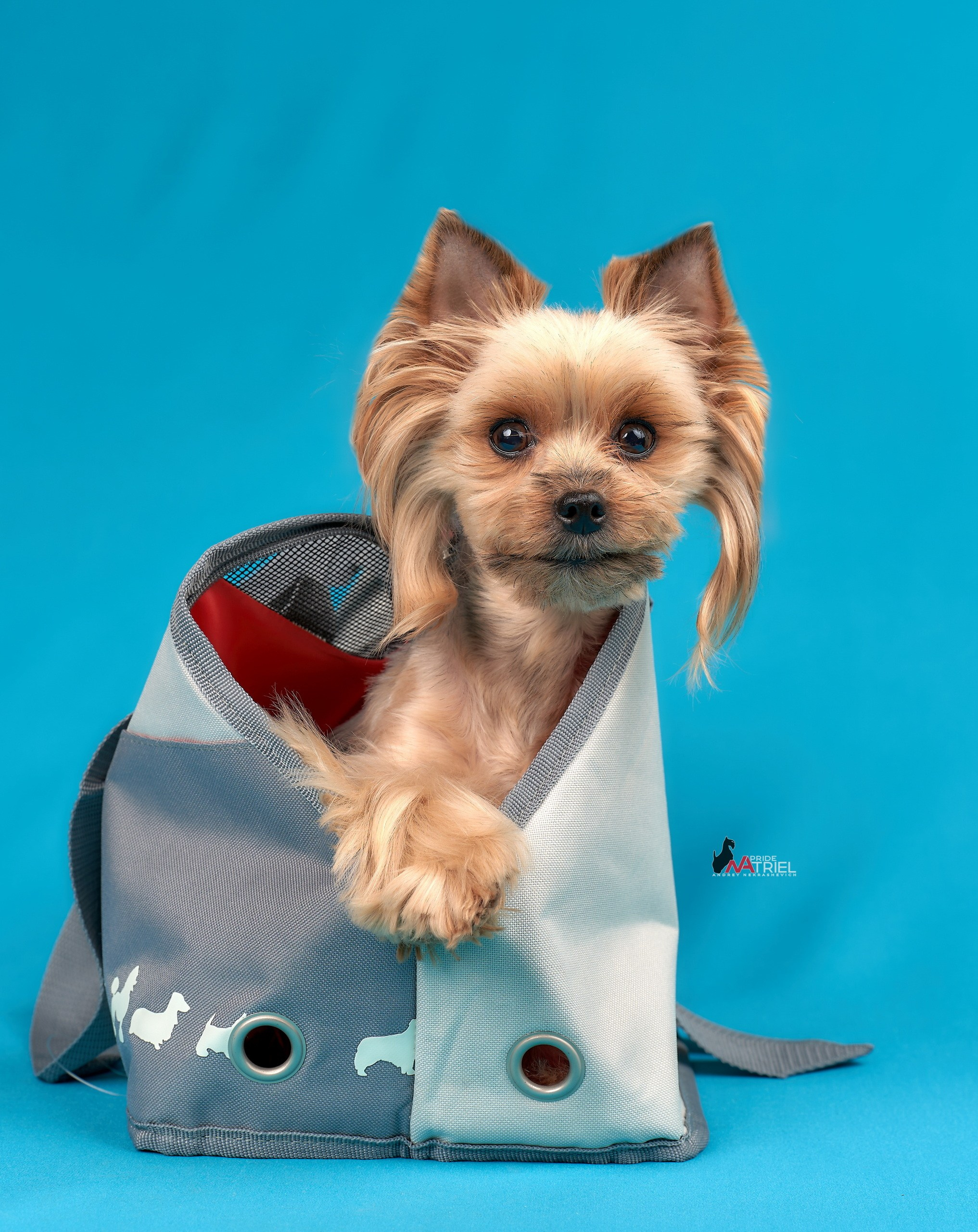 Реклама с животными — галерея NATRIEL