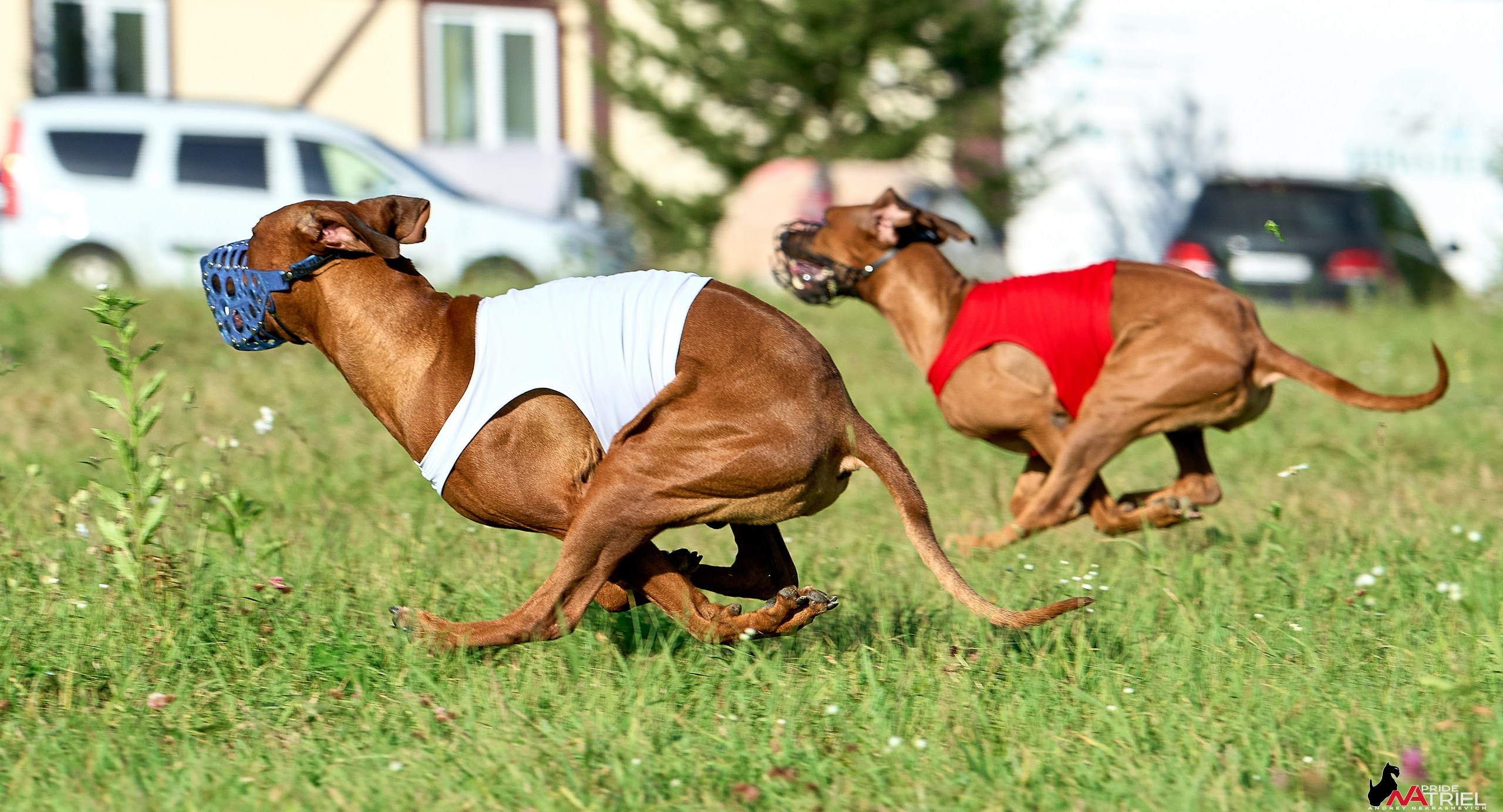 Съемка курсинг — галерея NATRIEL