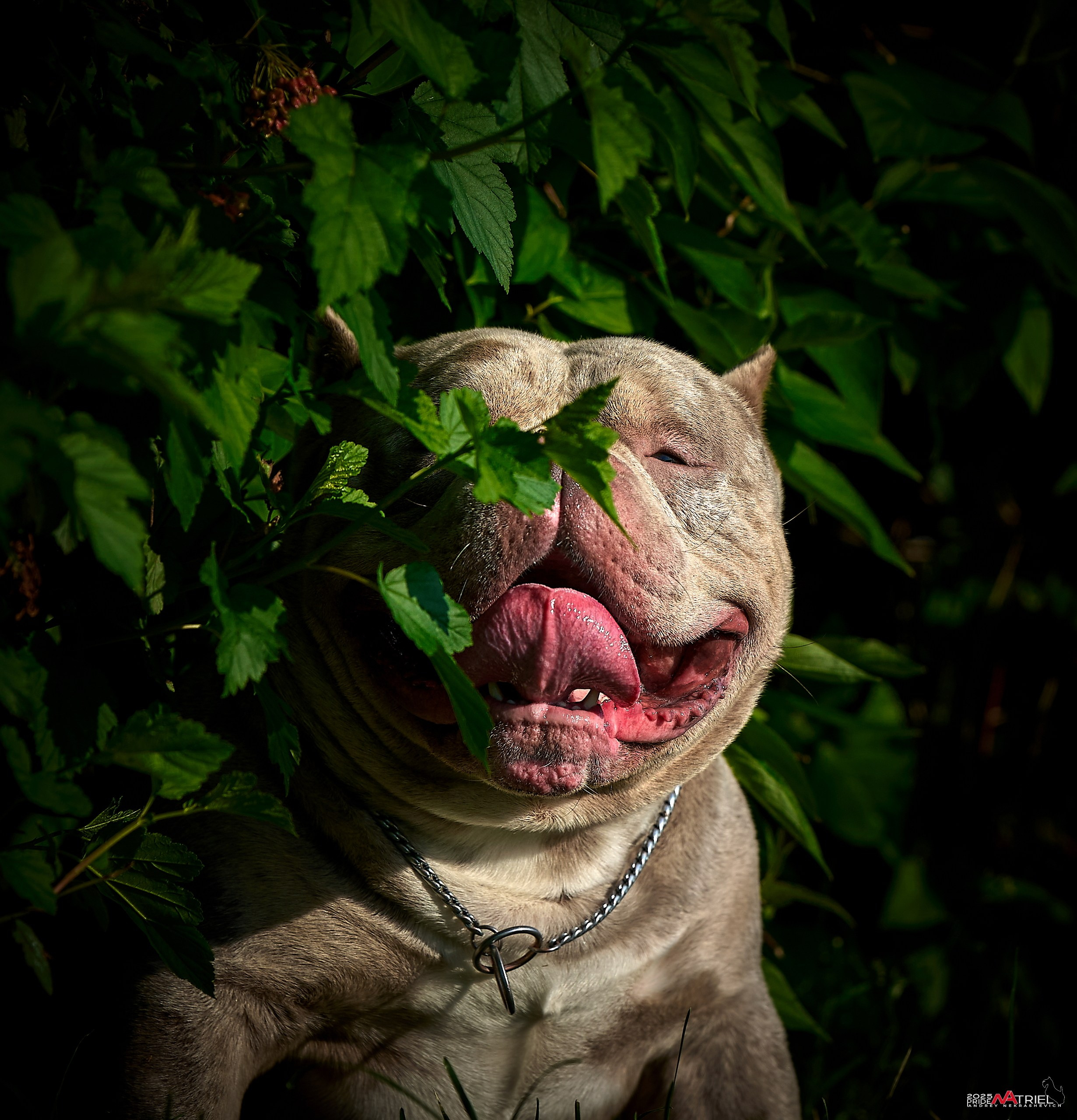 Съемка собак породы булли на природе