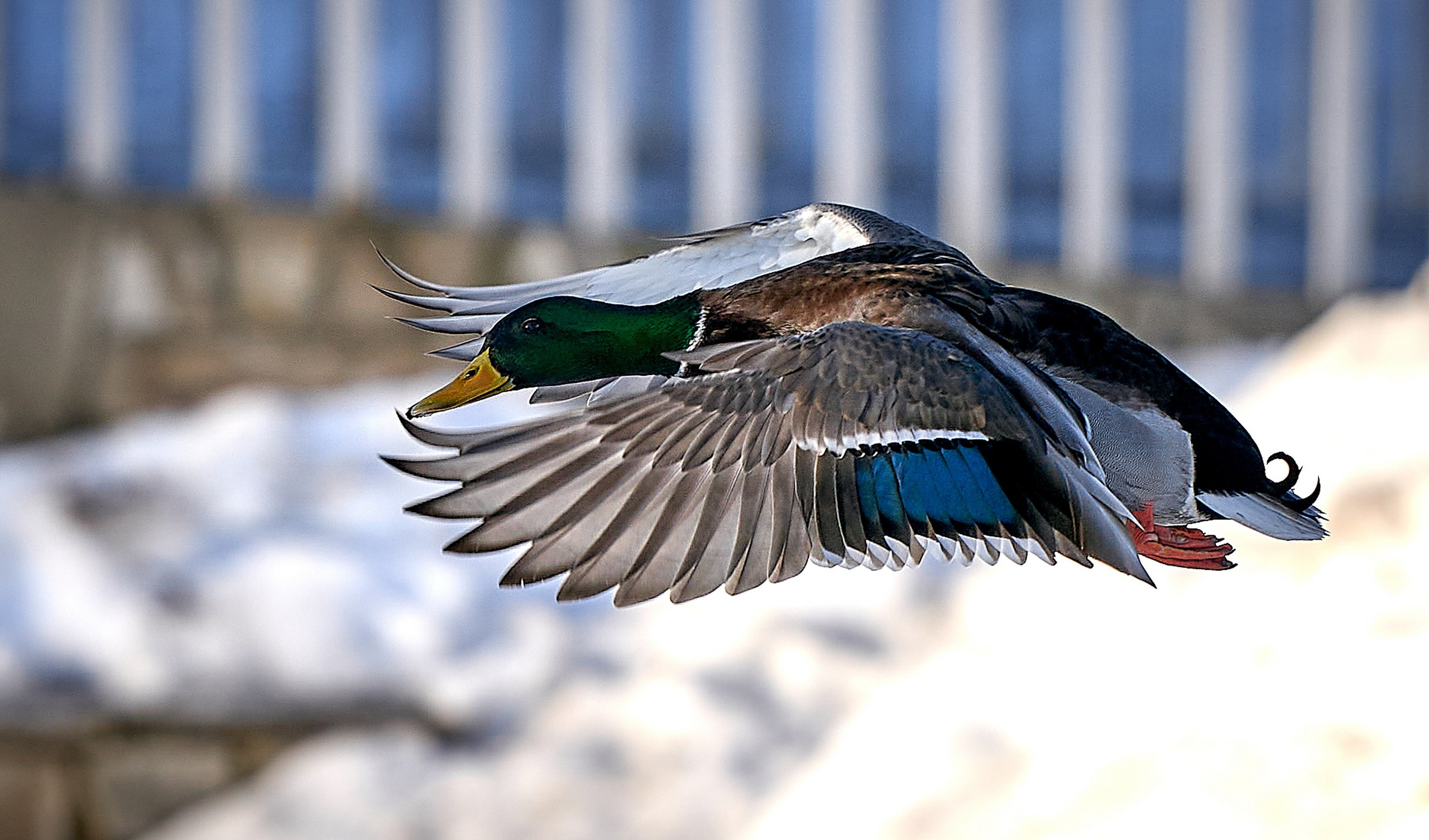 Фото птиц — галерея NATRIEL