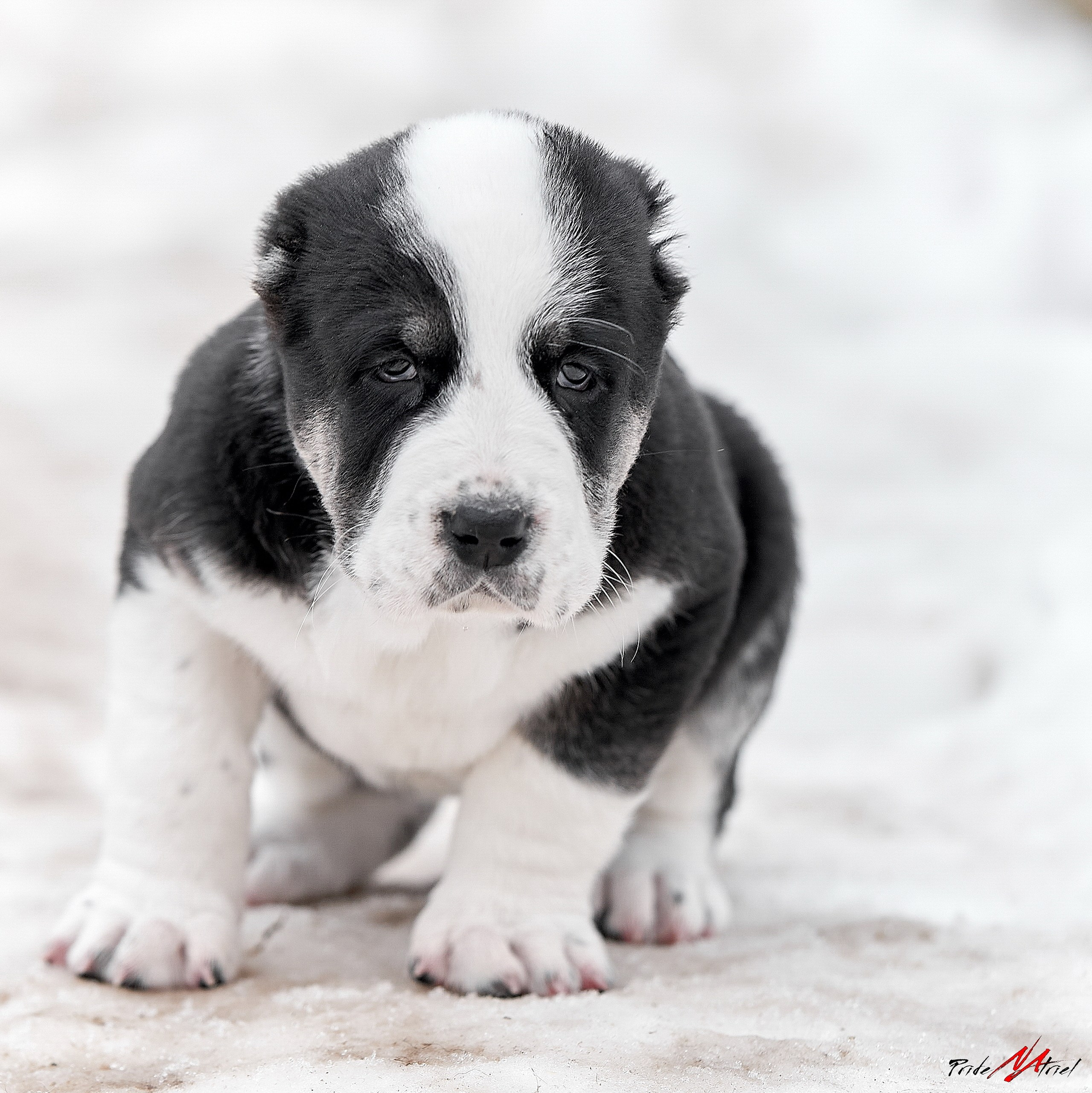 Щенки на прогулке — галерея NATRIEL