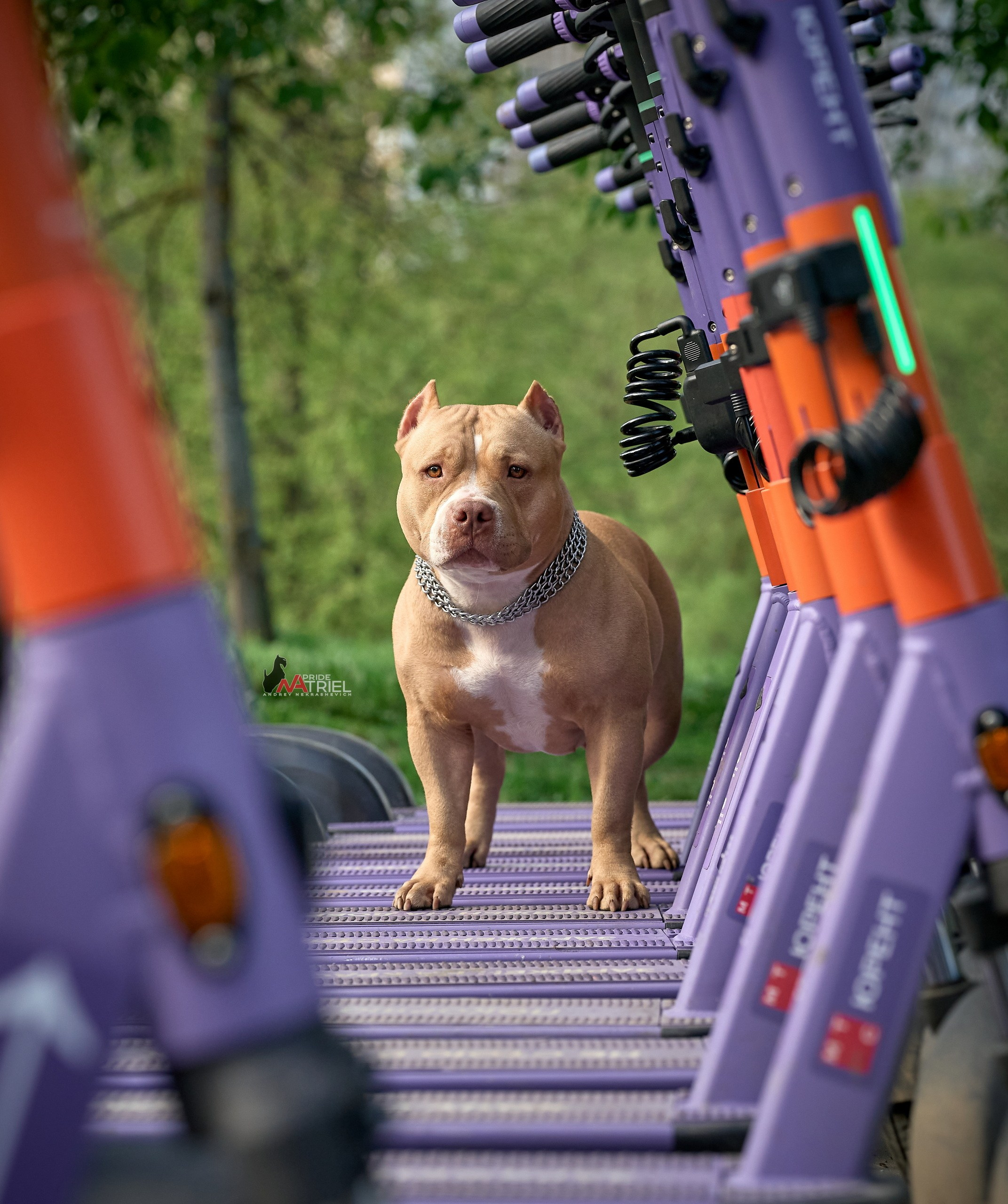 Портреты собак — галерея NATRIEL