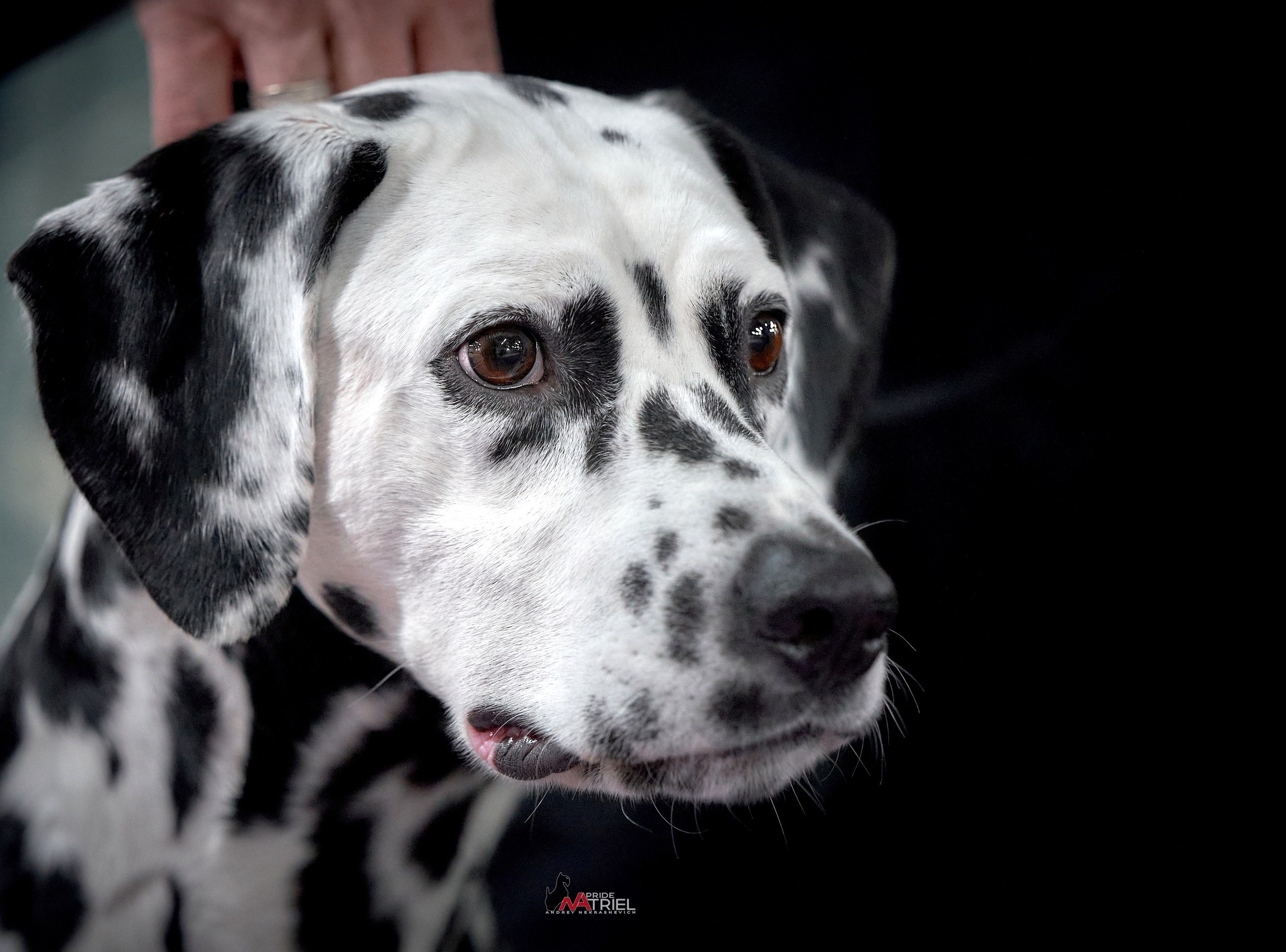 Портреты собак — галерея NATRIEL