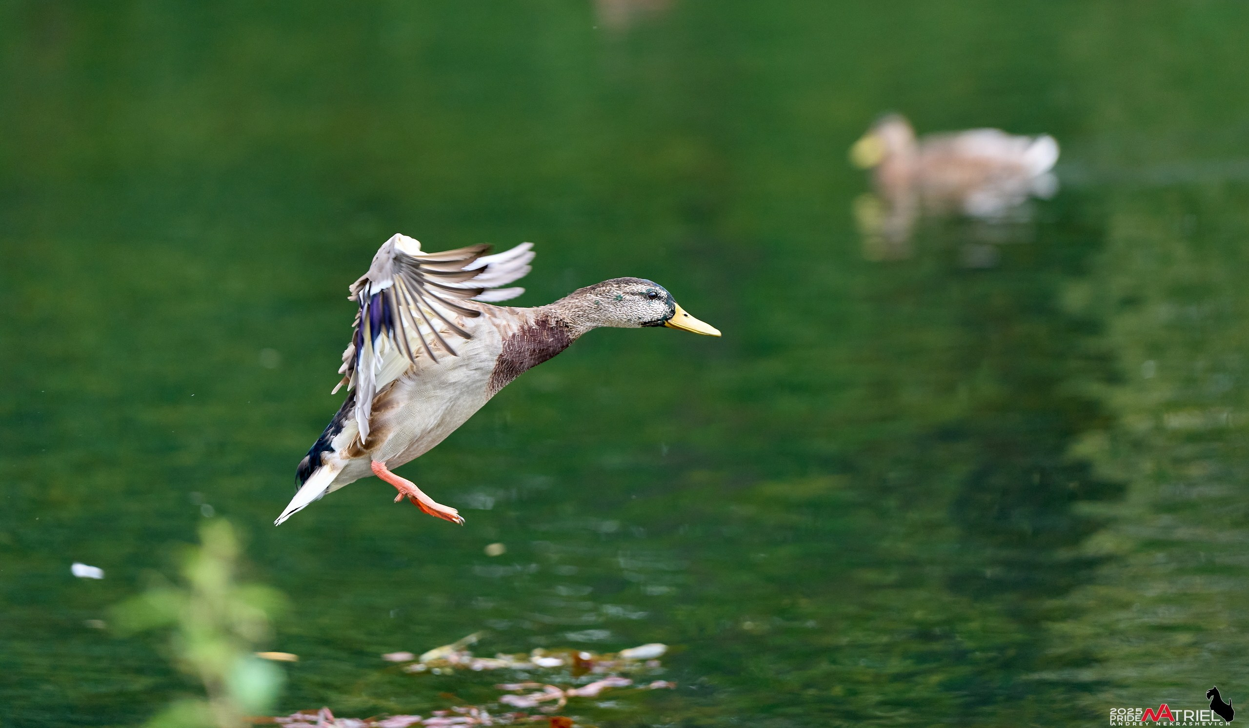 Утки на пруду