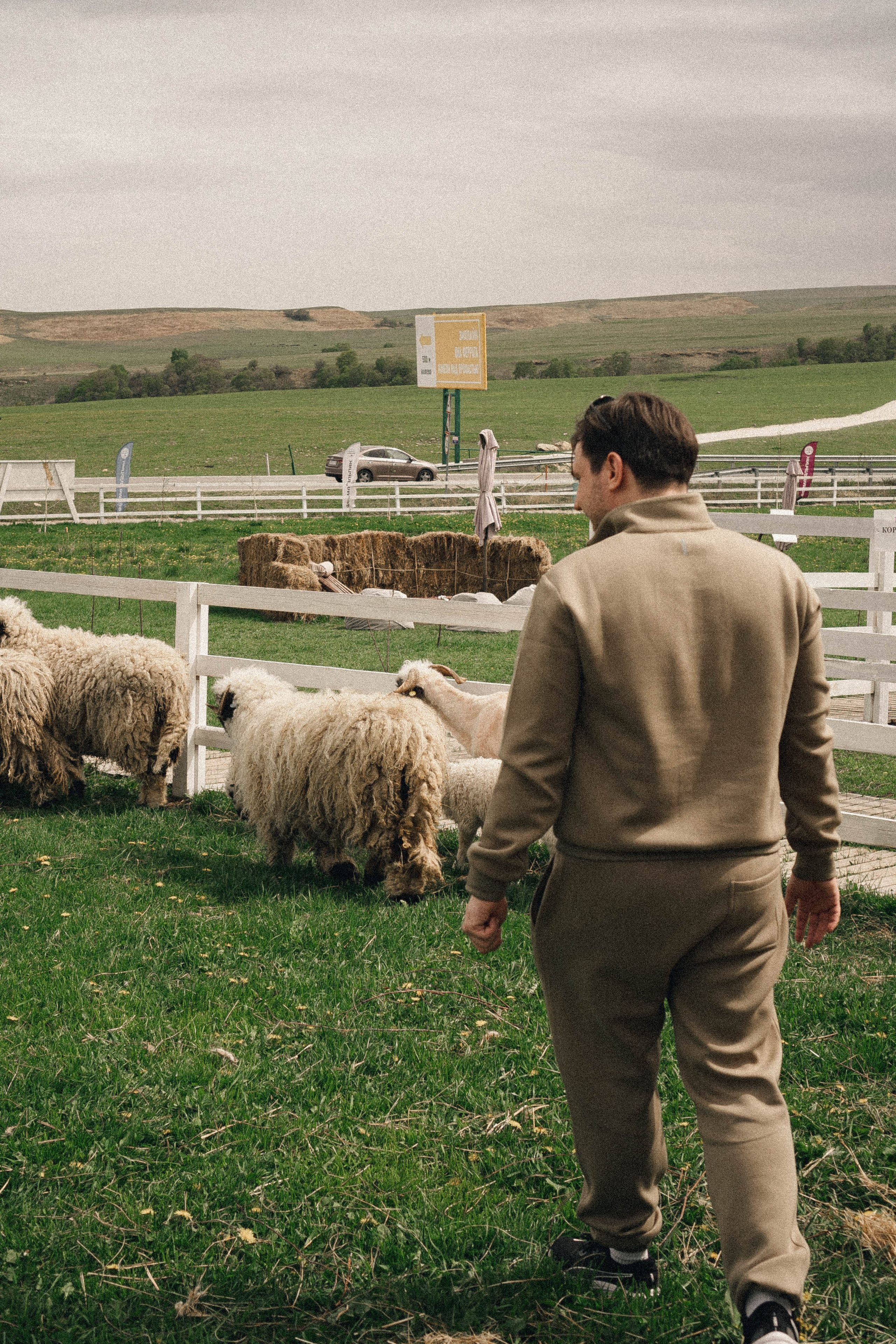 Ферма Альпак. Профессиональный фотограф, Санкт-Петербург — Виктория Богомолова