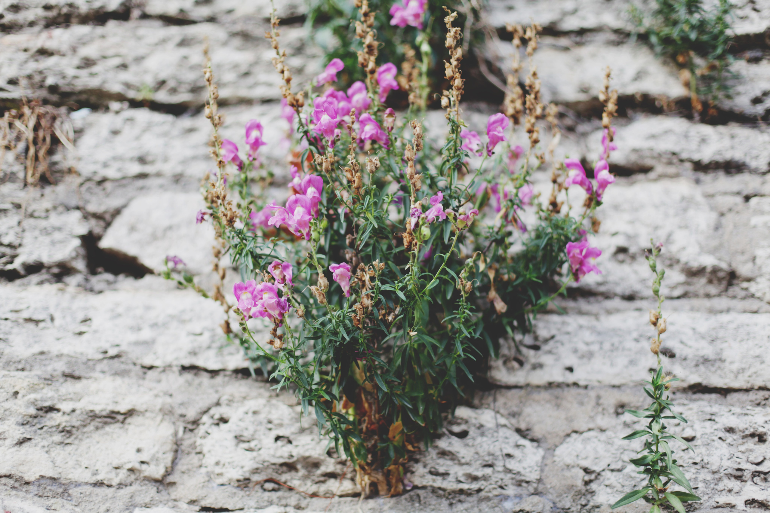 Болгария. Аня Степанова