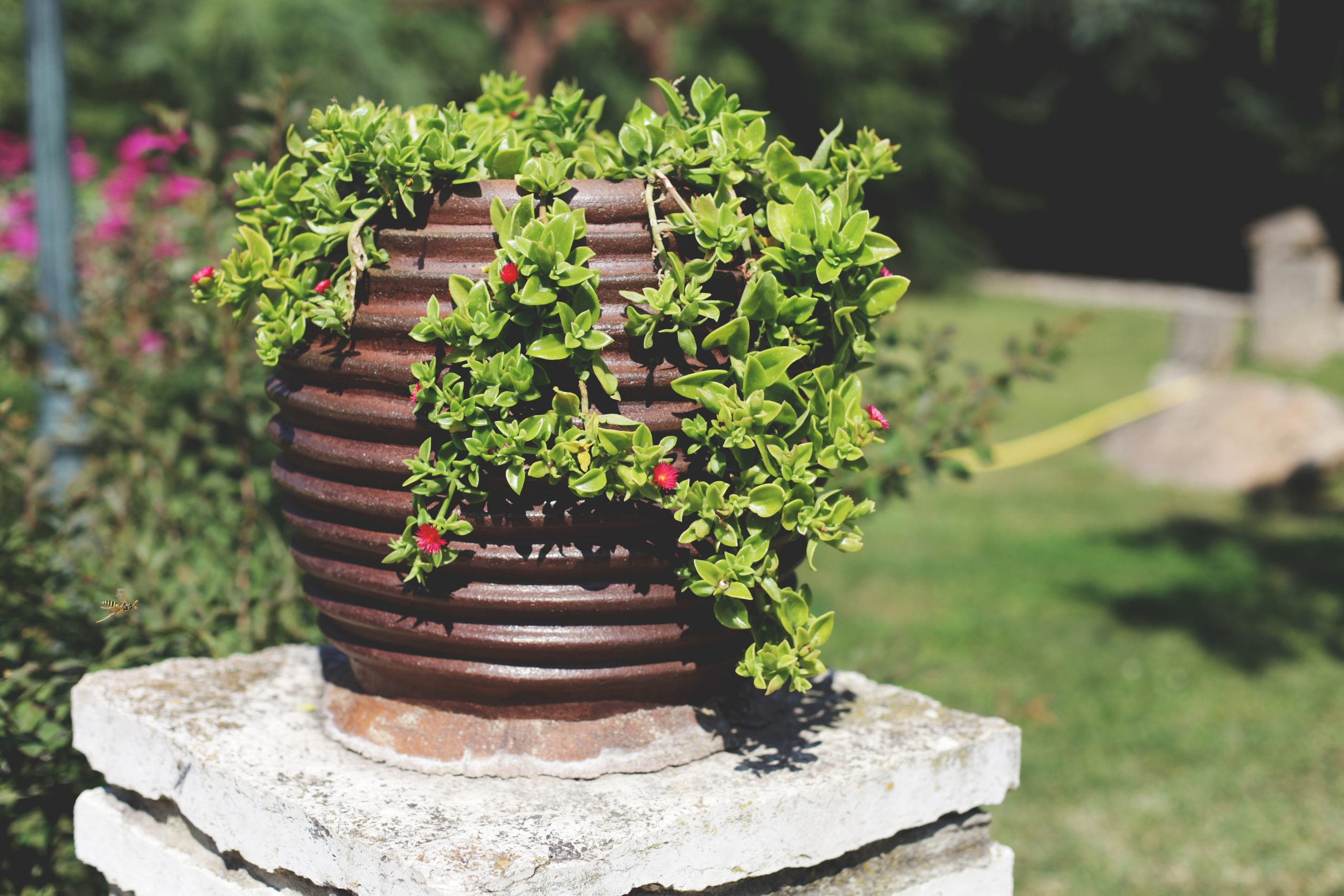 Болгария. Аня Степанова