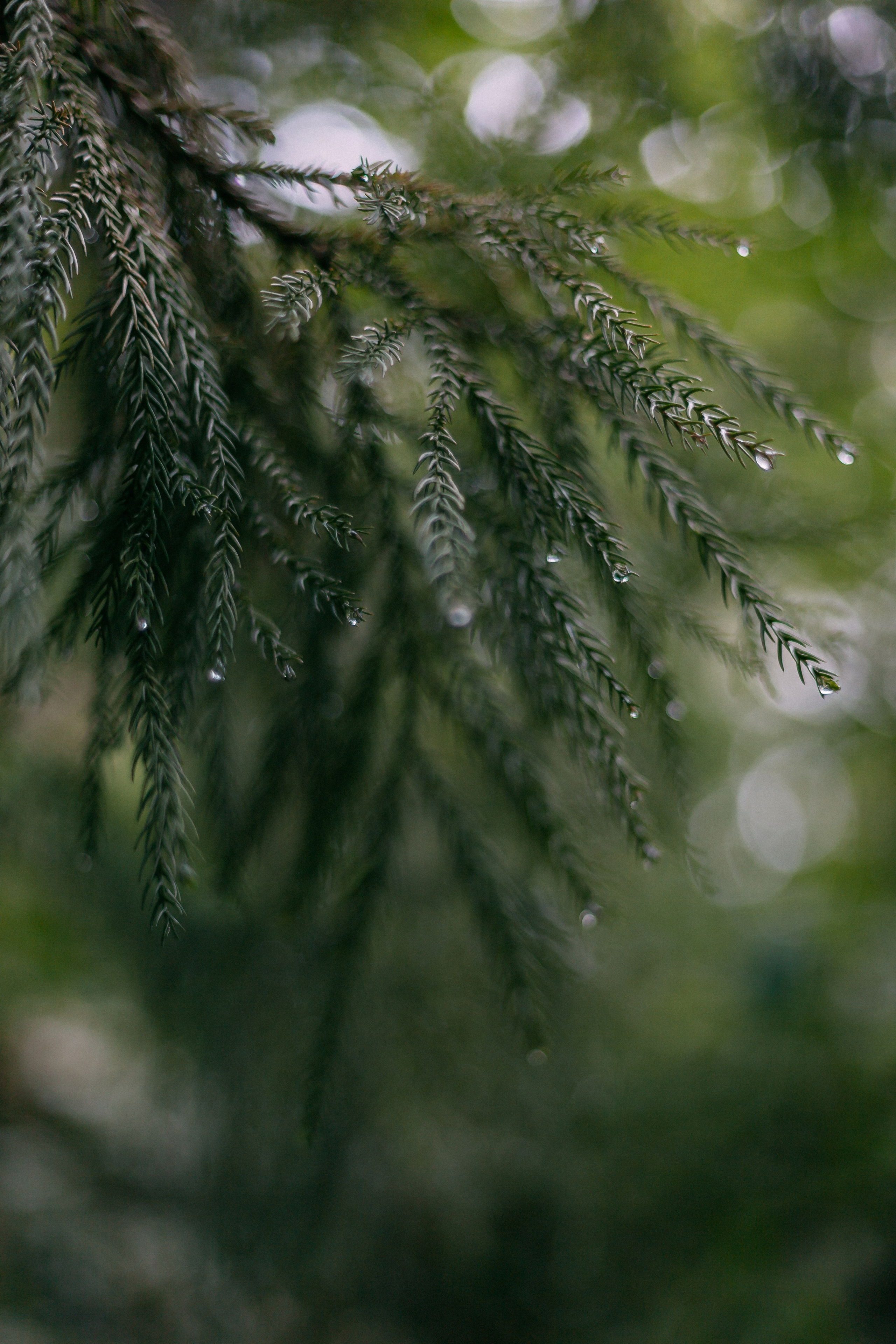 Сочи. Аня Степанова