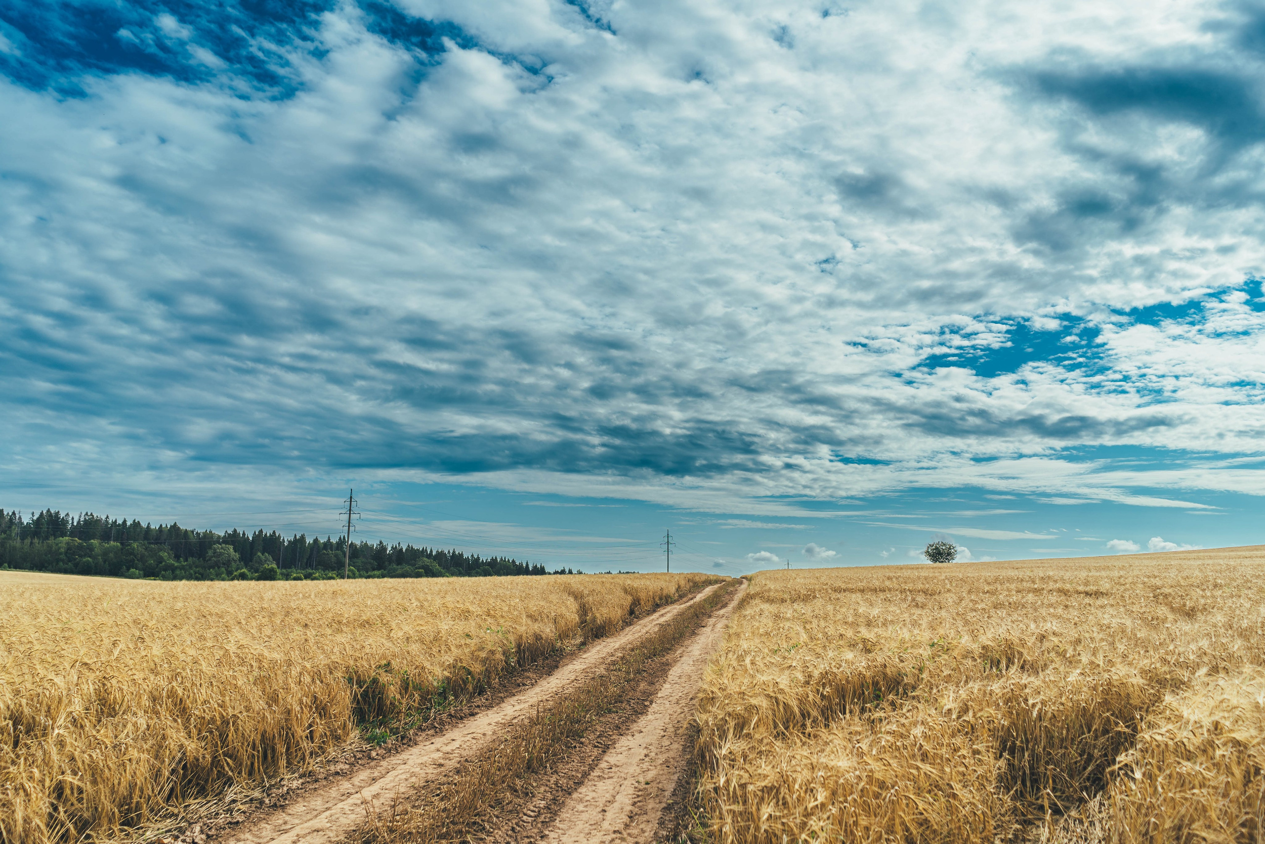 Елена, Сергиев Посад, пшеничное поле. Наталья Дукалова фотограф Щелково Королев Пушкино Москва Балашиха