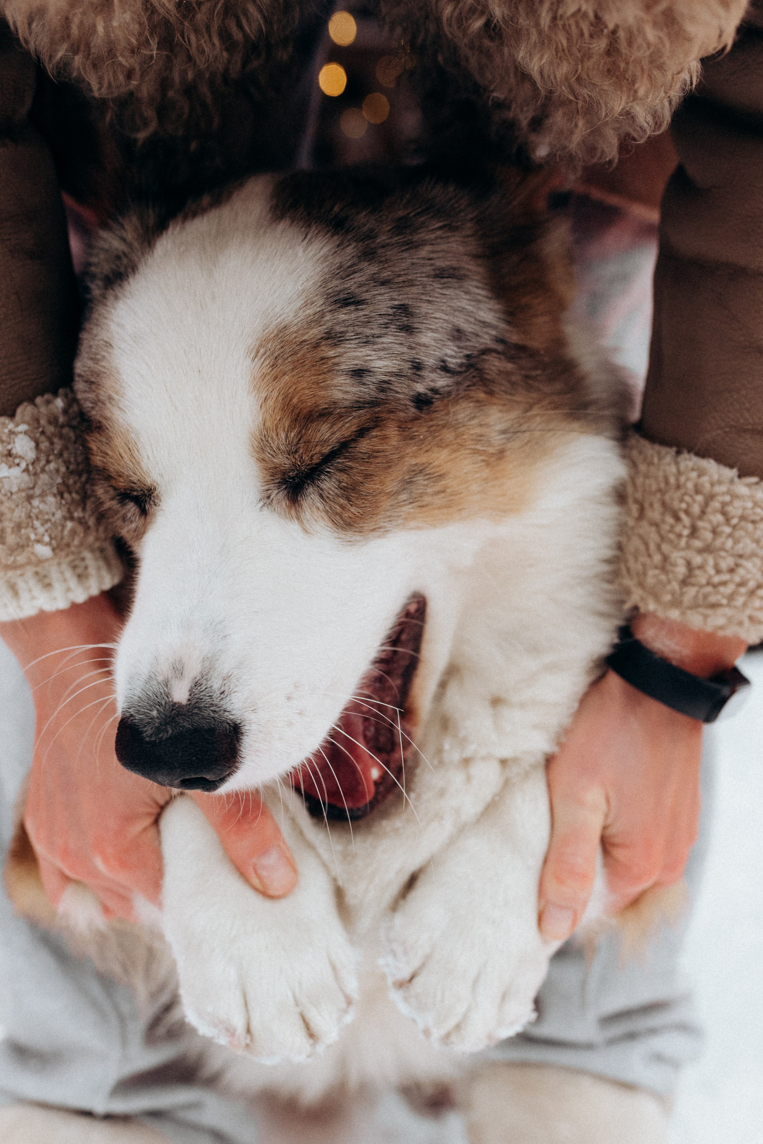 Маша и Дэф. Фотограф анималист в Москве Ольга Агушева