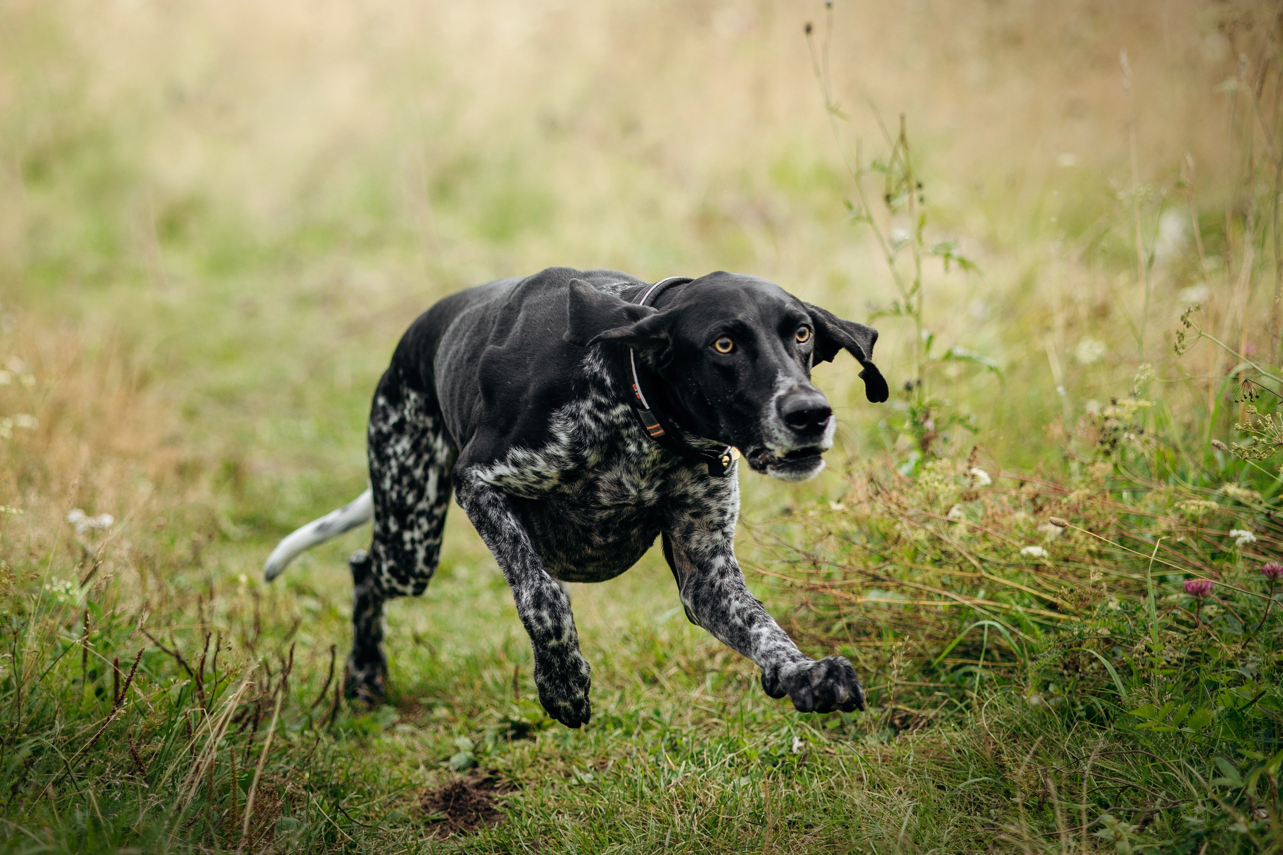 Хеликс и его семья. Фотограф — Анималист | Санкт-Петербург