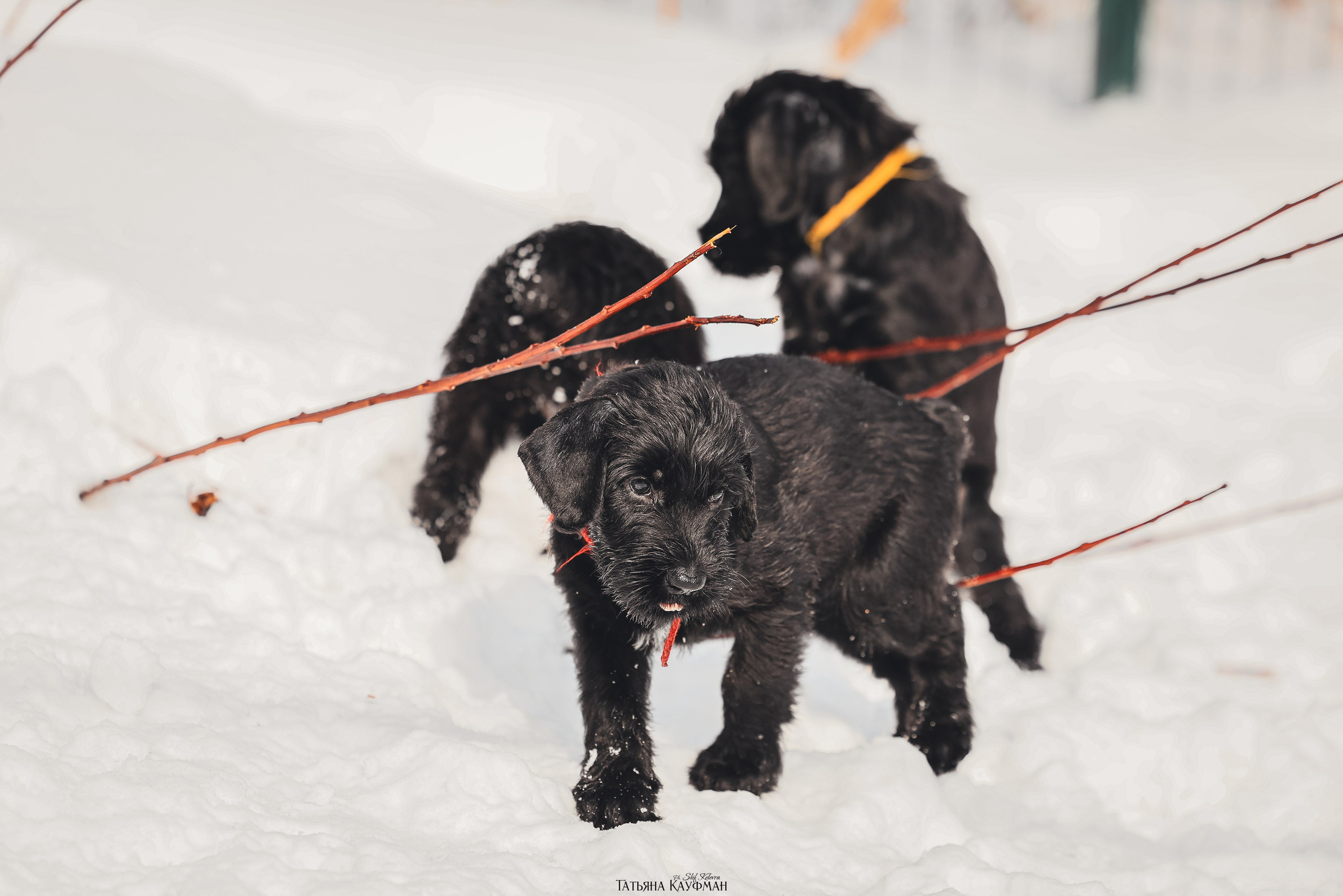 Ризеншнауцер, щенки ризеншнауцера, купить ризеншнауцера, купить щенка, ризеншнауцер Новосибирск, фотосъемка щенков, фотосессия собак, заказать фотосессию, фотографии щенков, сфотографировать щенка, фотограф Анималист, фотограф собак Новосибирск, фотограф анималист Новосибирск