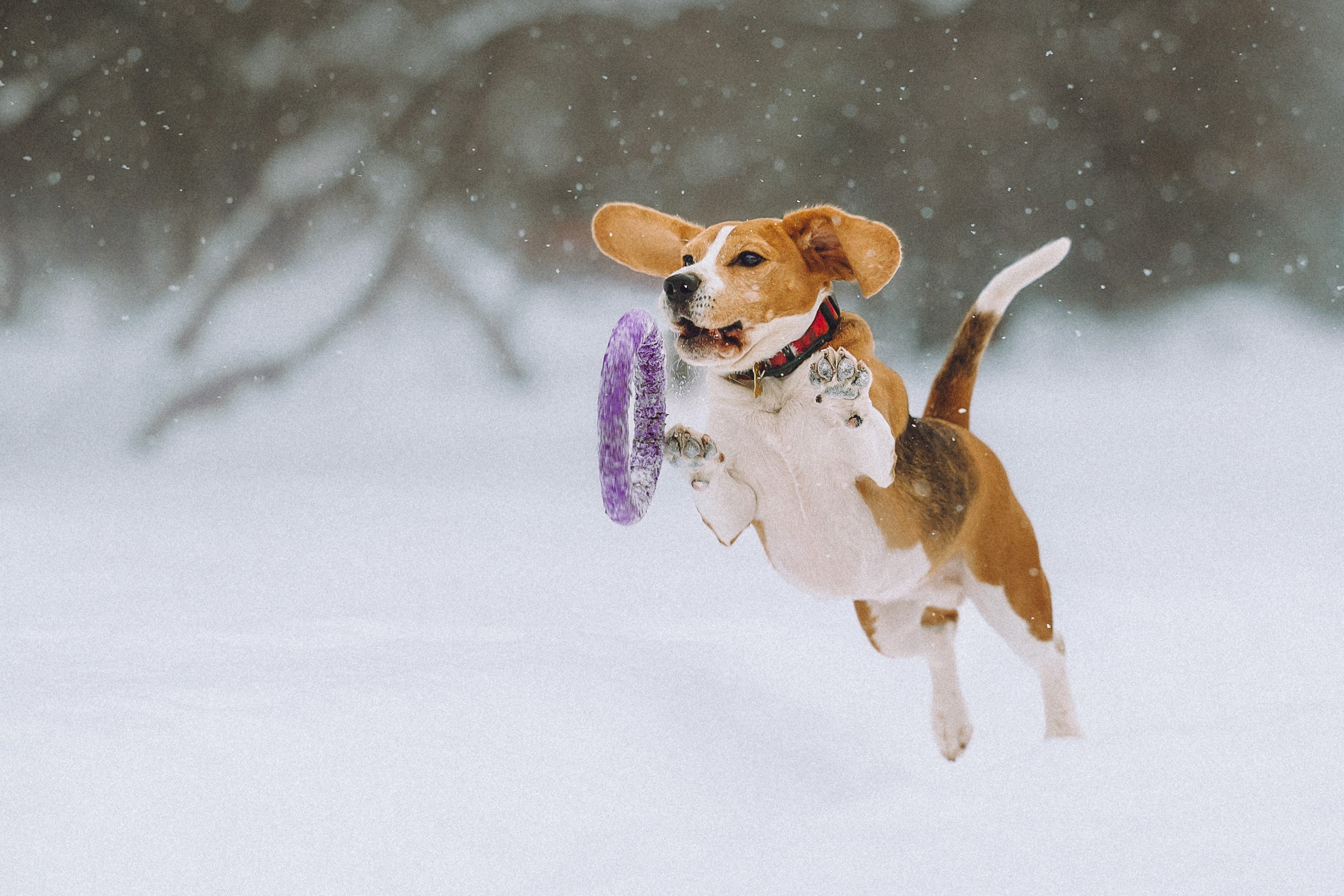 Роман, Портер и Коррес