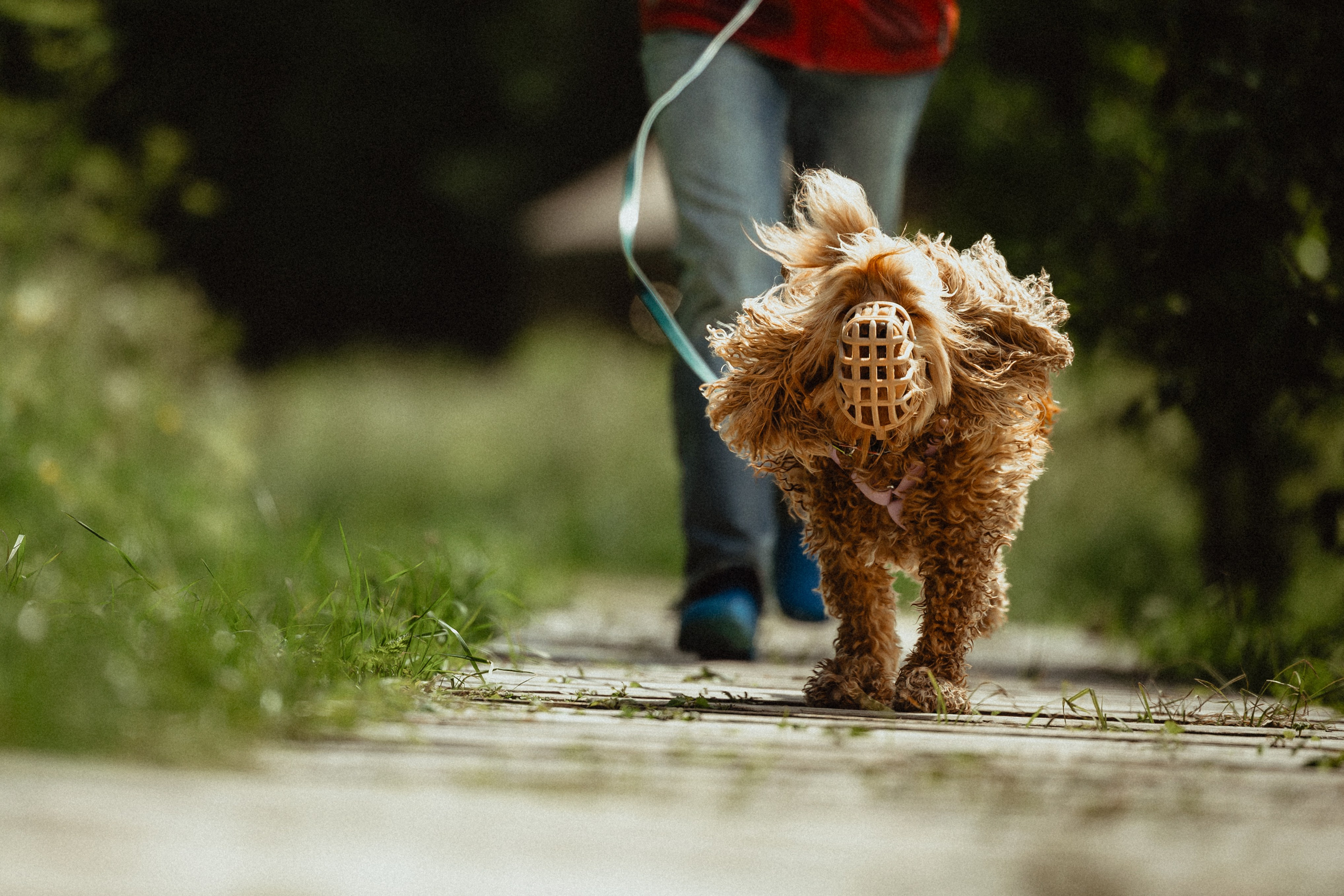 Выездной дог-тренинг от школы «Шерсть имею»