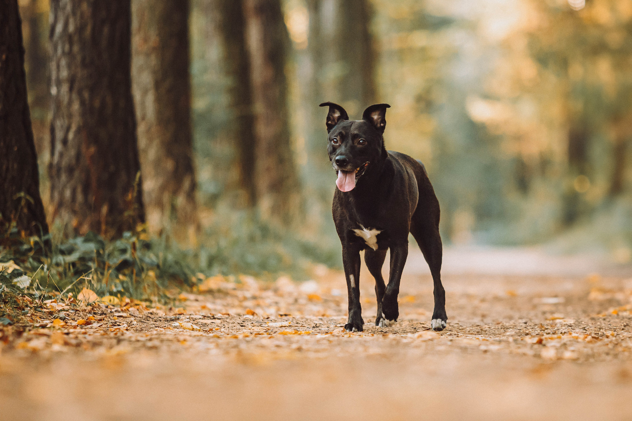 Ксюша, Ваня и Рамона