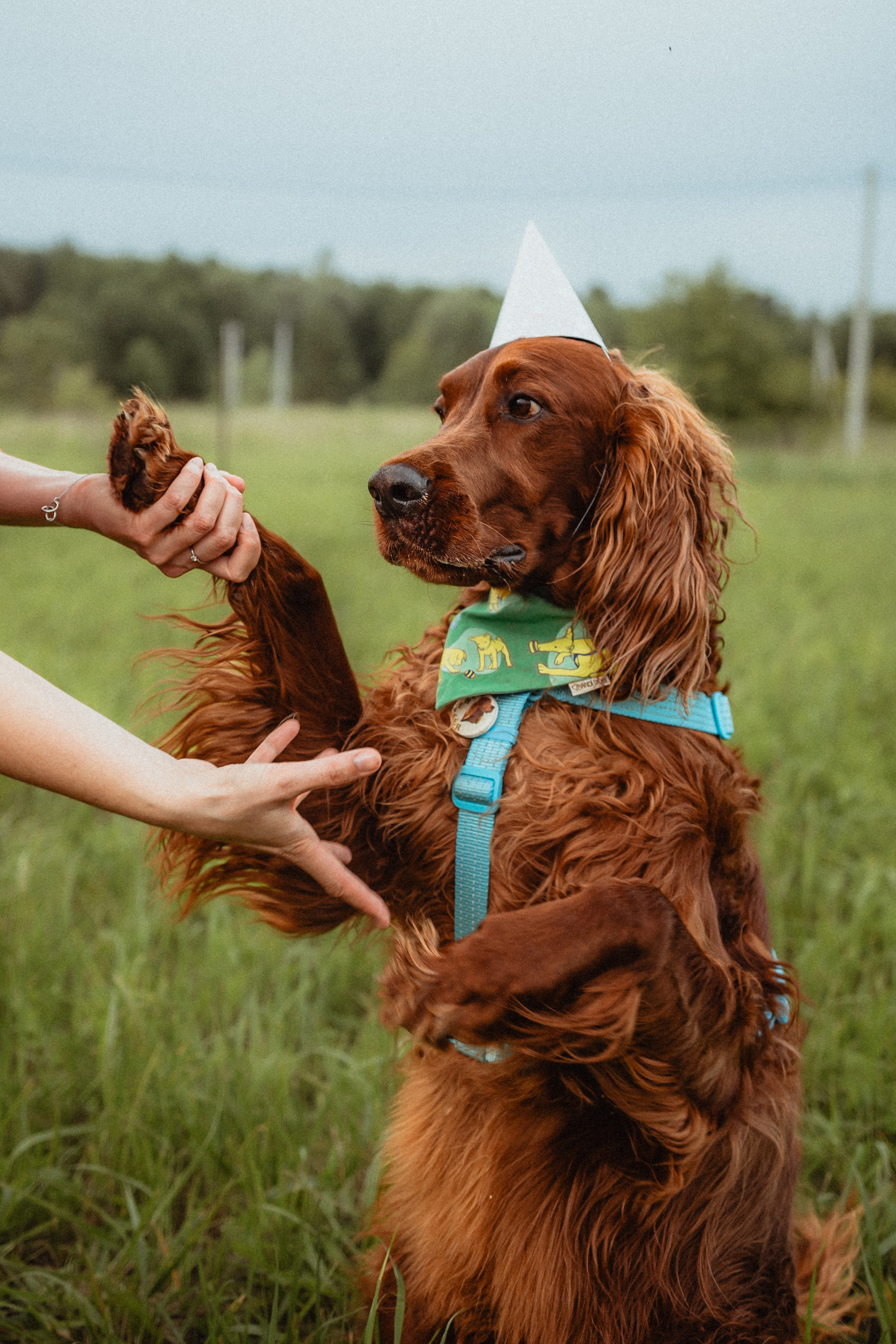 Выездной дог-тренинг от школы «Шерсть имею»