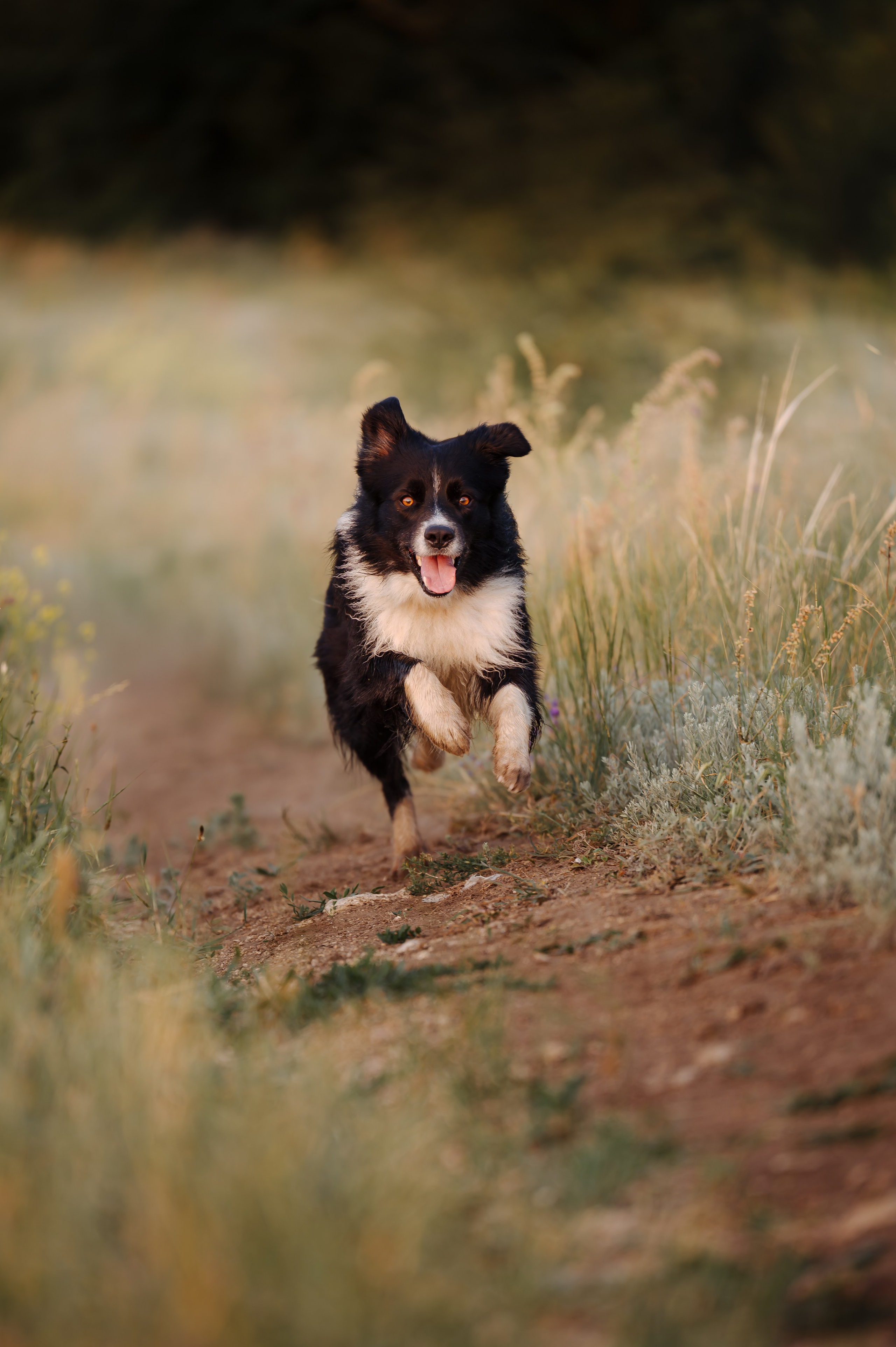 Прогулка на рассвете с бордер-колли. Фотограф в Ростове —на — Дону